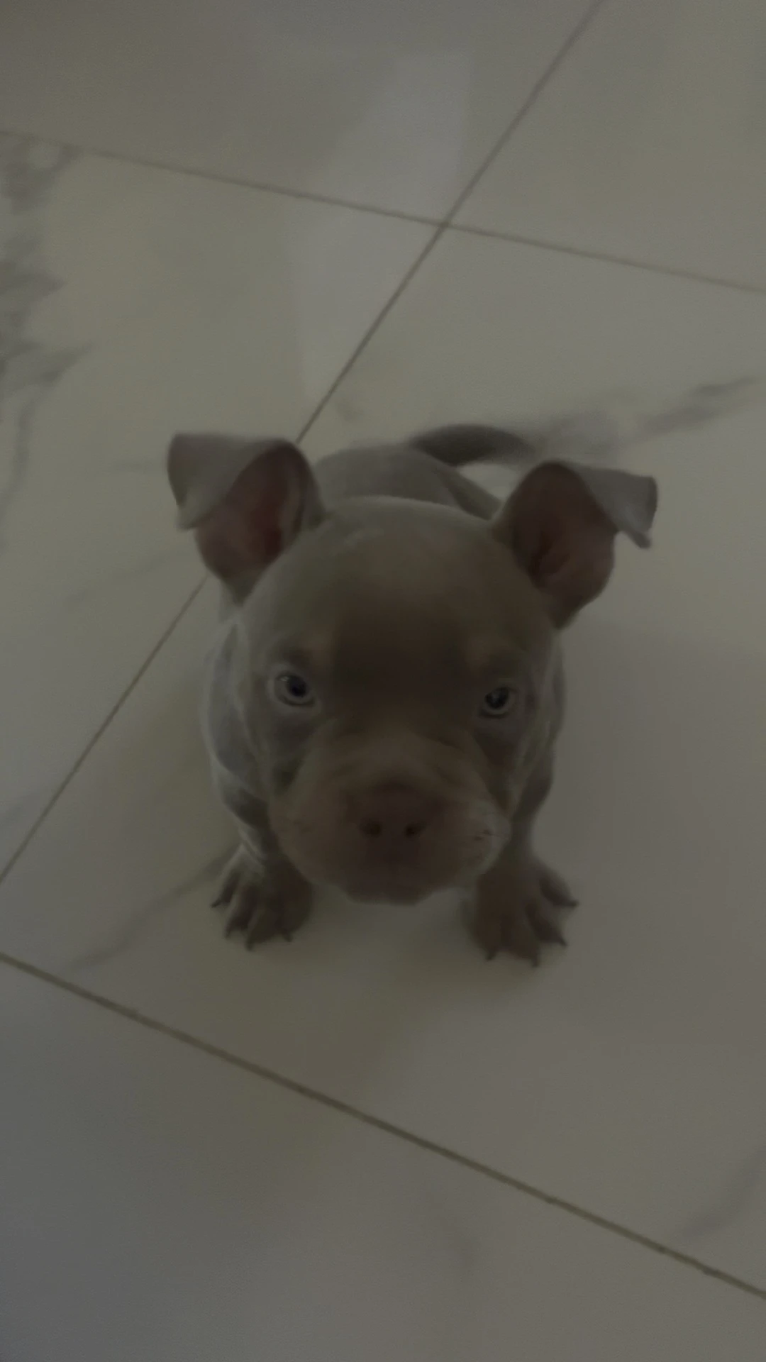American Bully micro/exotic