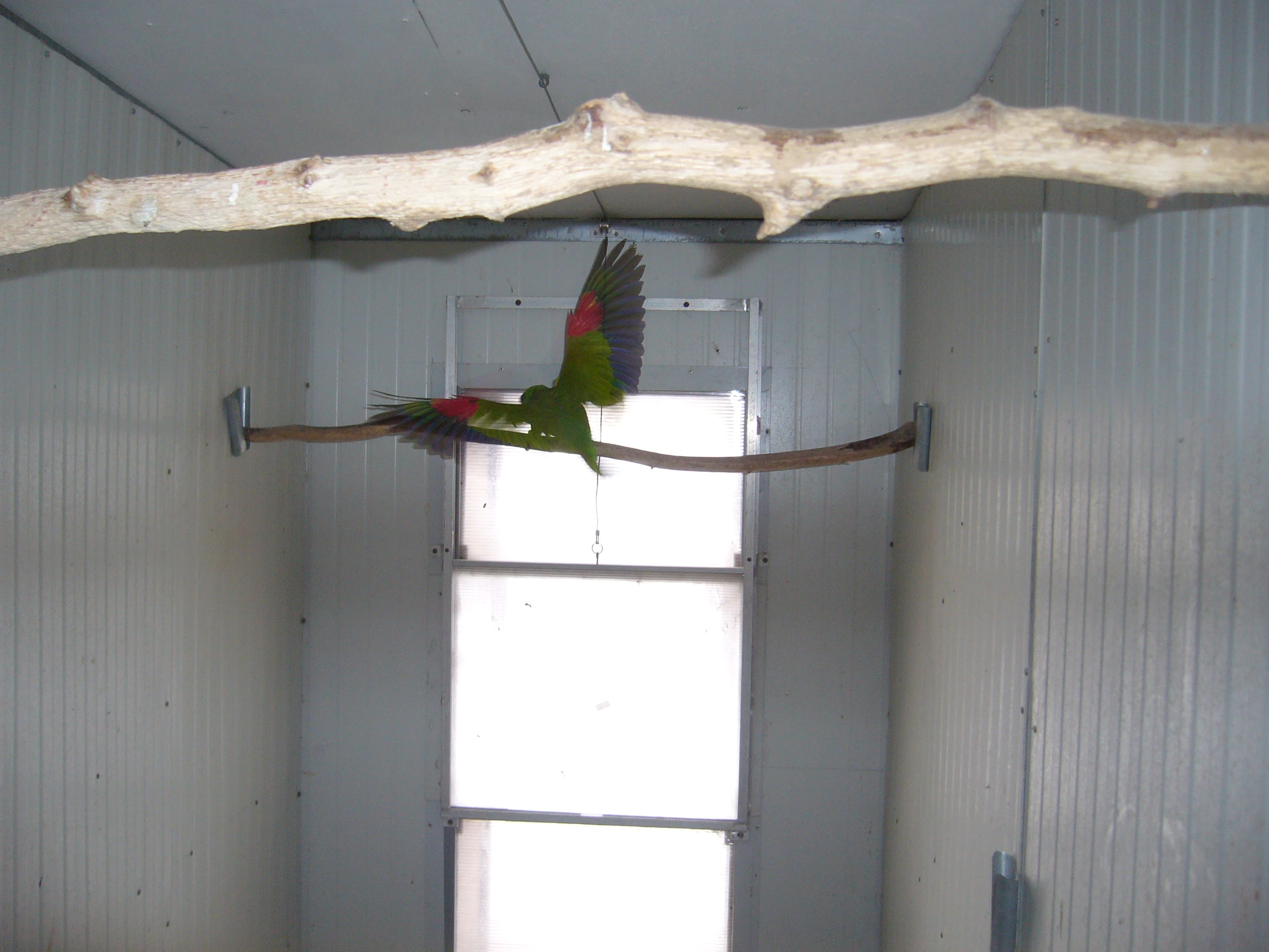 Amazoňan běločelý