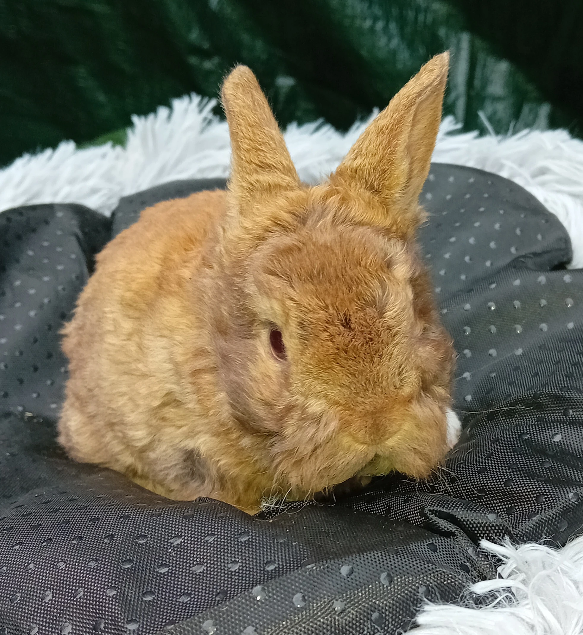 Zakrslý králíček rex B1