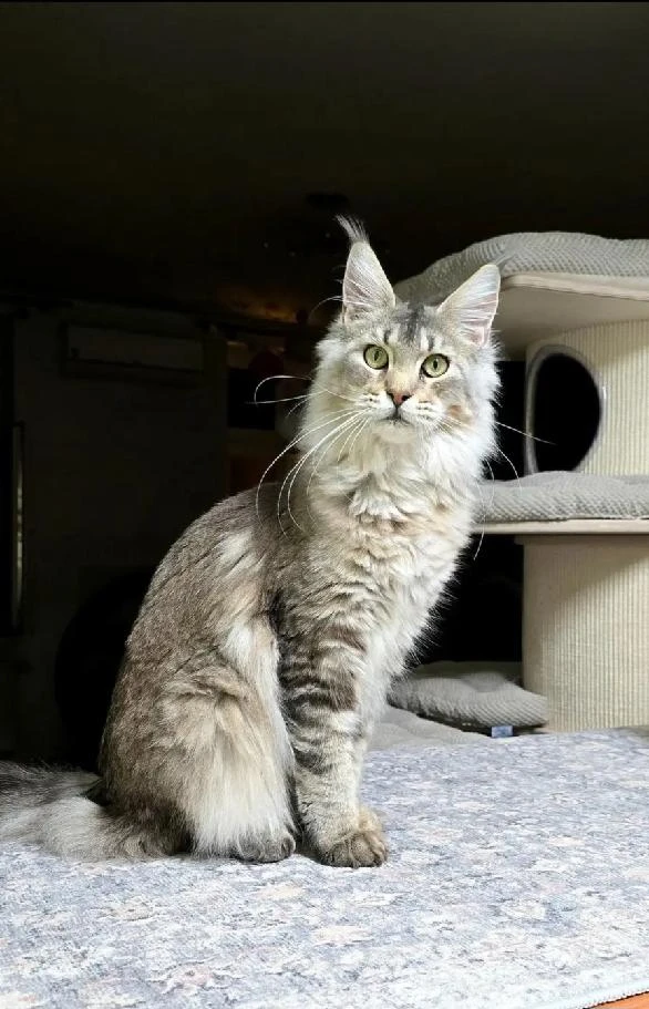 Vaani - Mainská mývalí kočka s PP