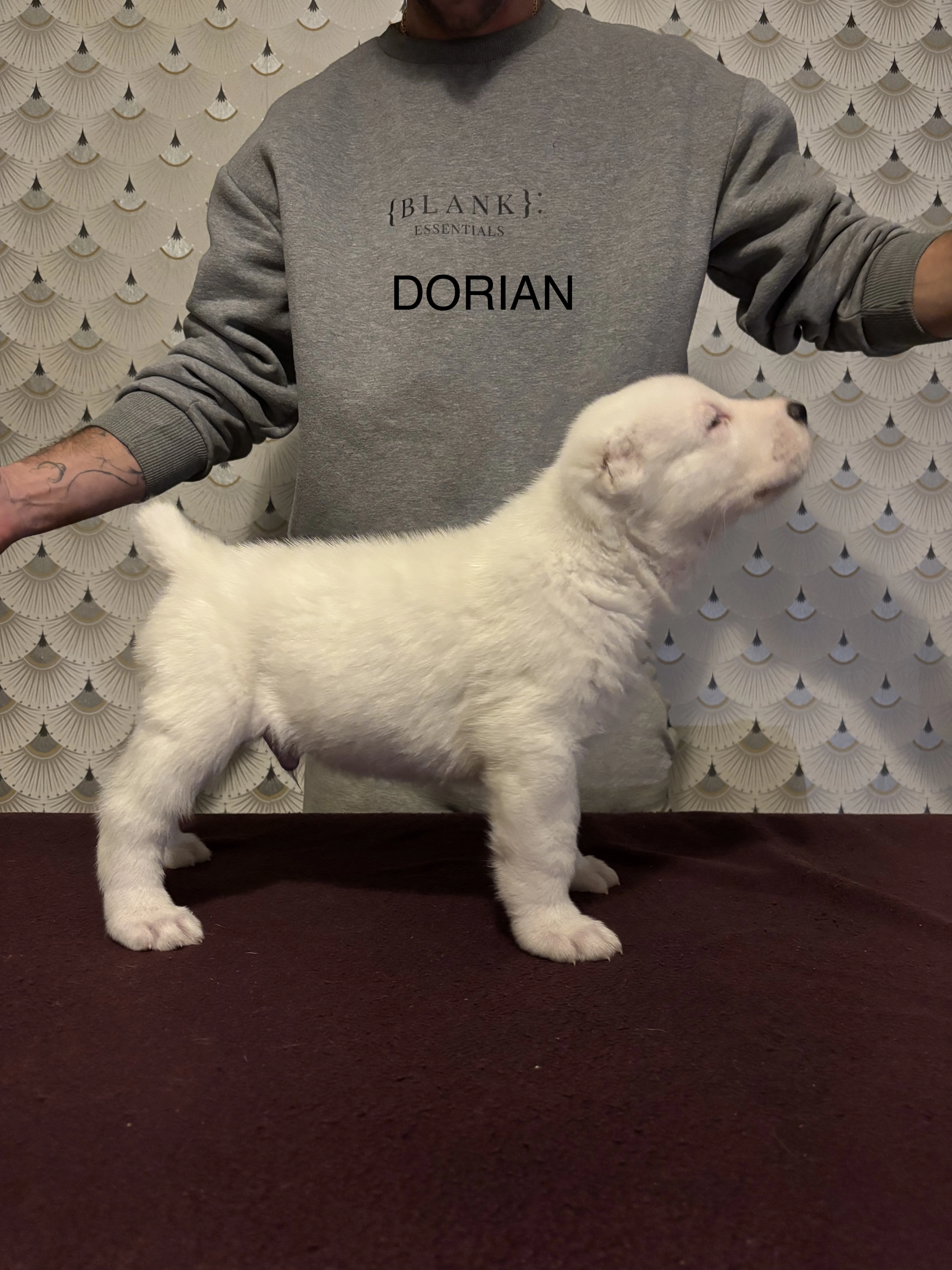 Středoasijský pastevecký pes s PP