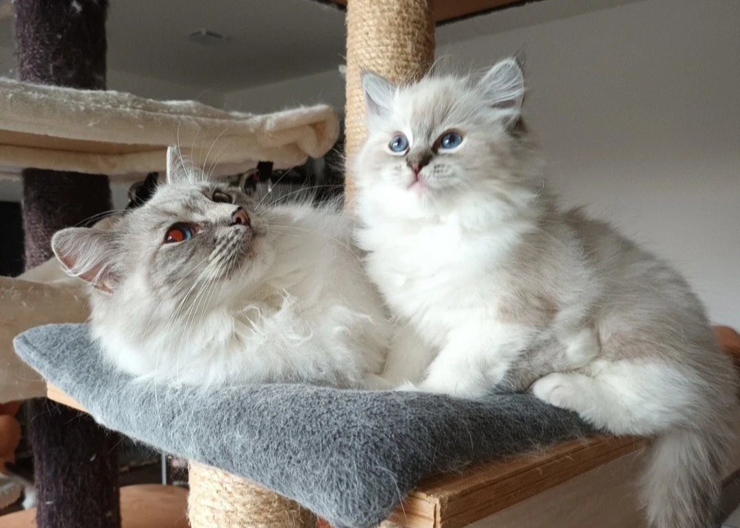 K rezervaci koťatka ragdoll s PP