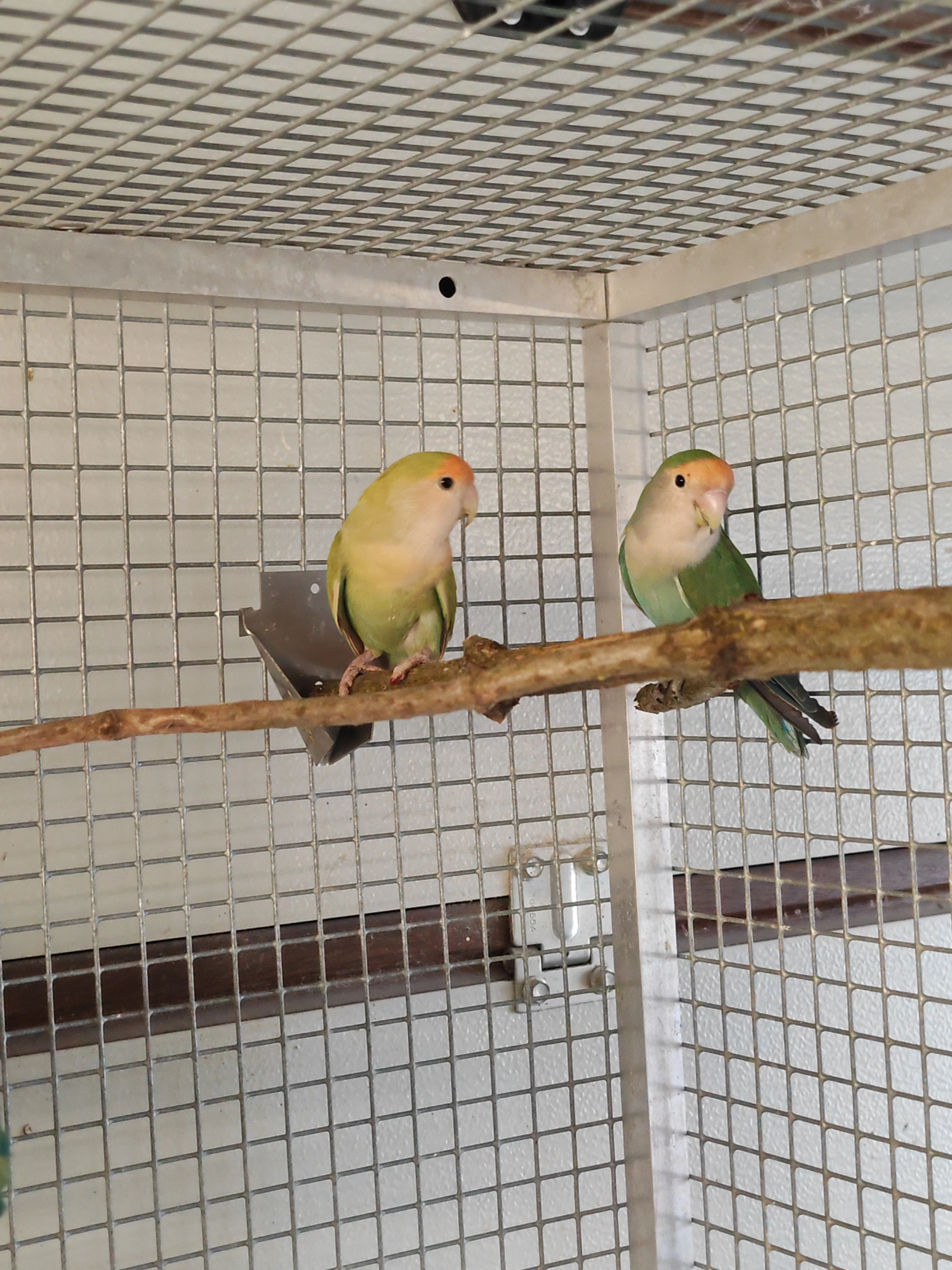 Agapornis růžohrdlý 2025