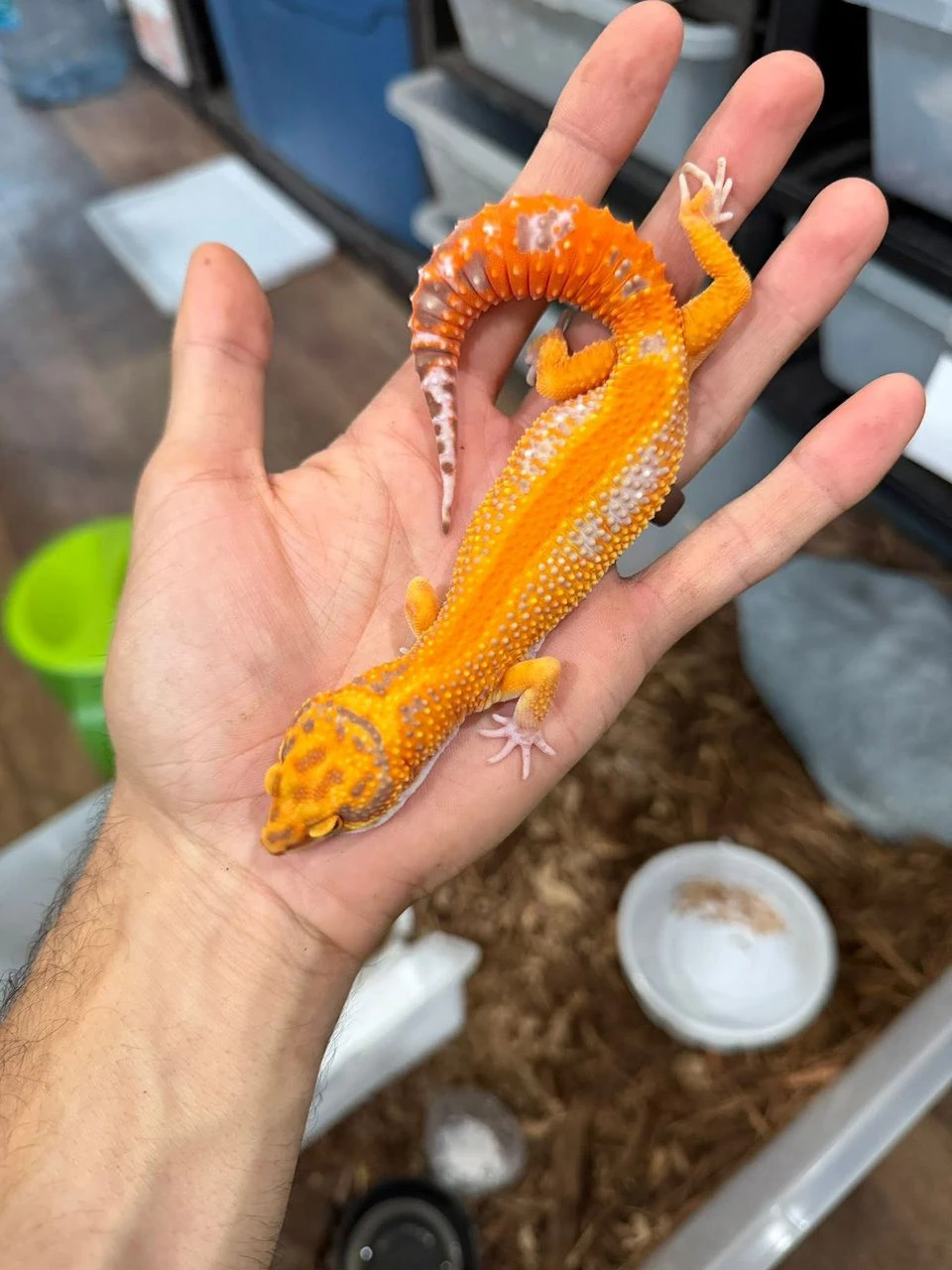 Gekon leopardí (Eublepharis macularius)