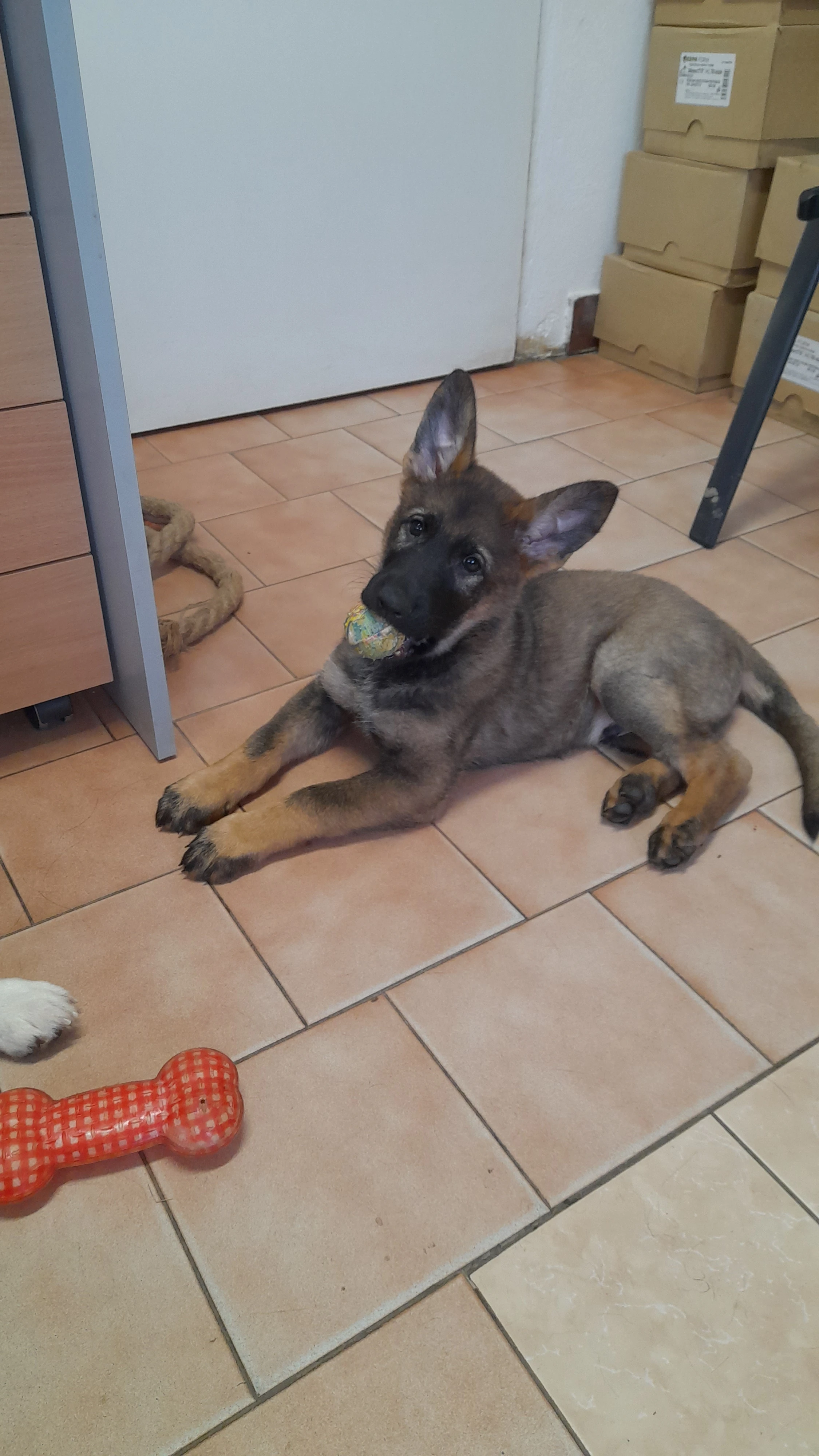 Německý ovčák - pejsek s PP