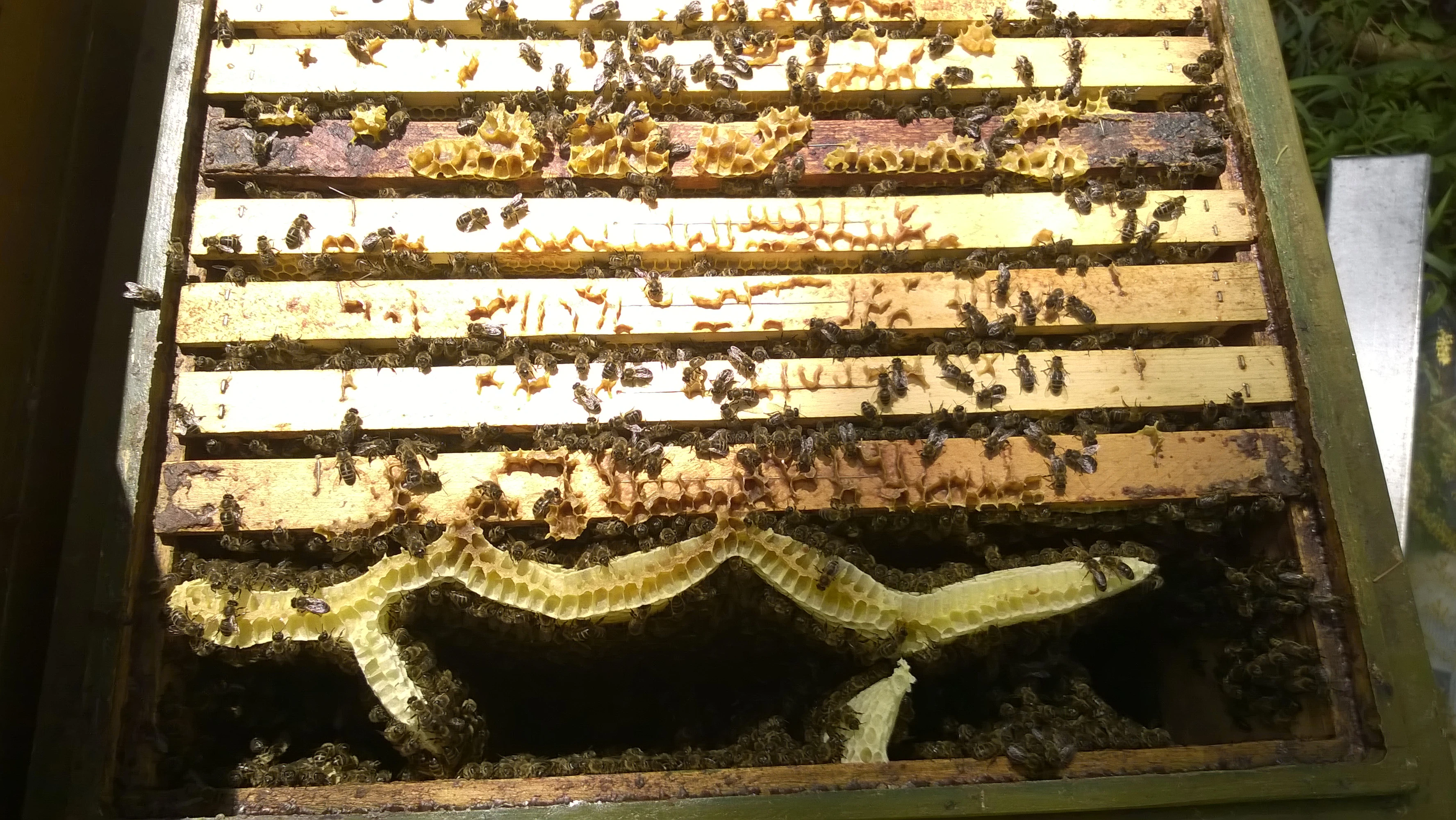 Vyzimovaná včelstva.