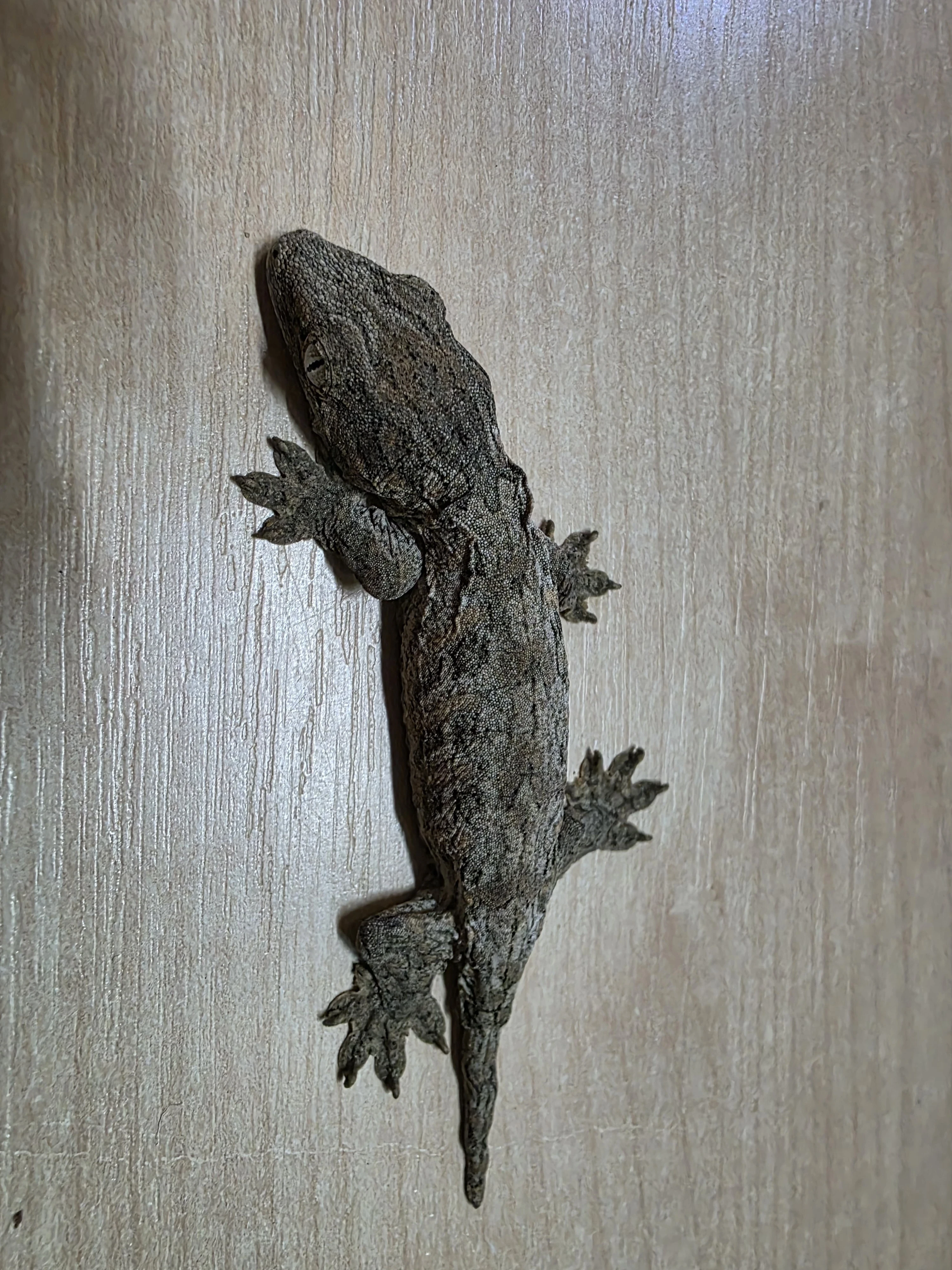 Rhacodactylus leachianus NuuAmi