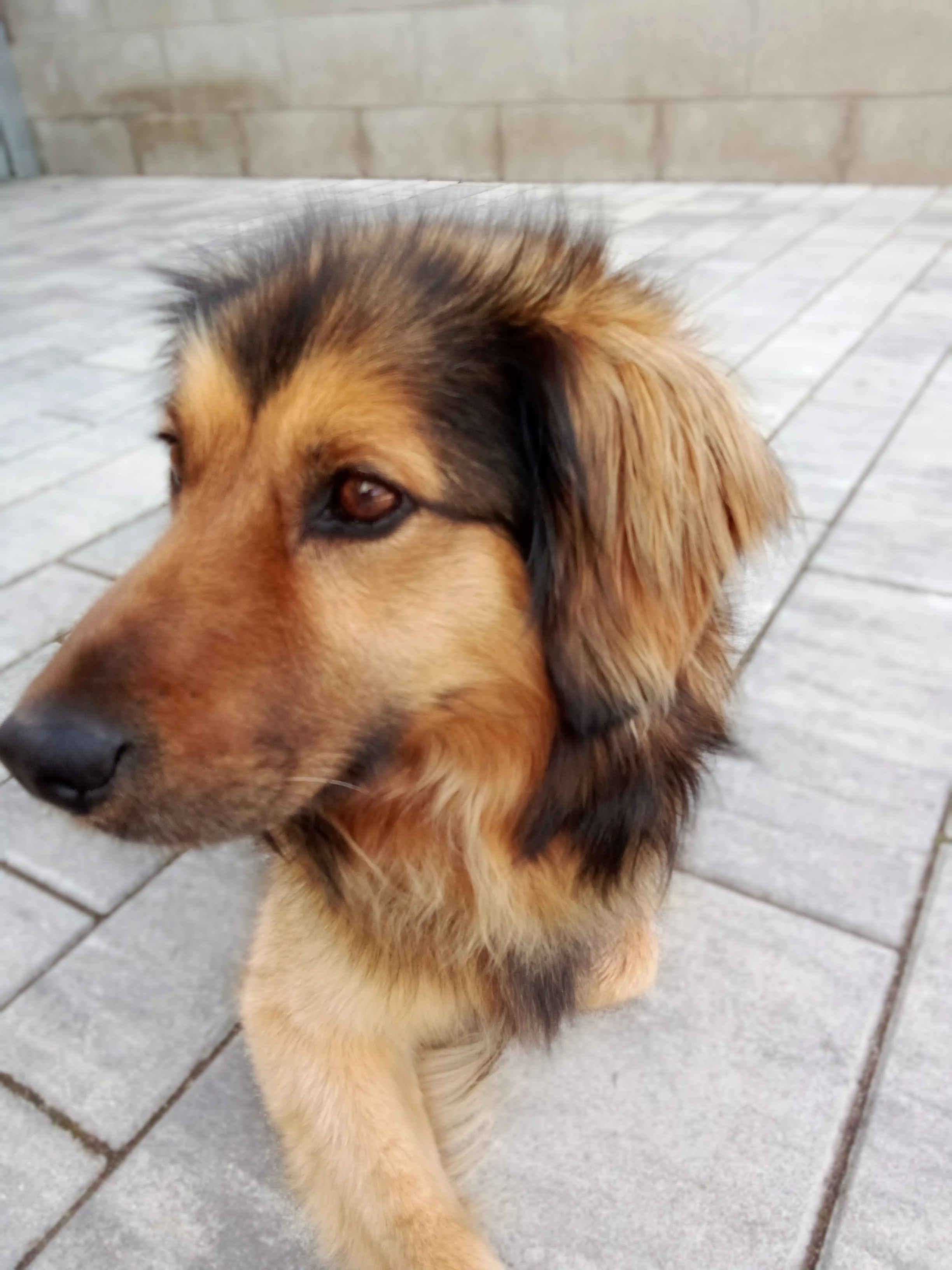 Laskavý a veselý Pirožek hledá milující domov