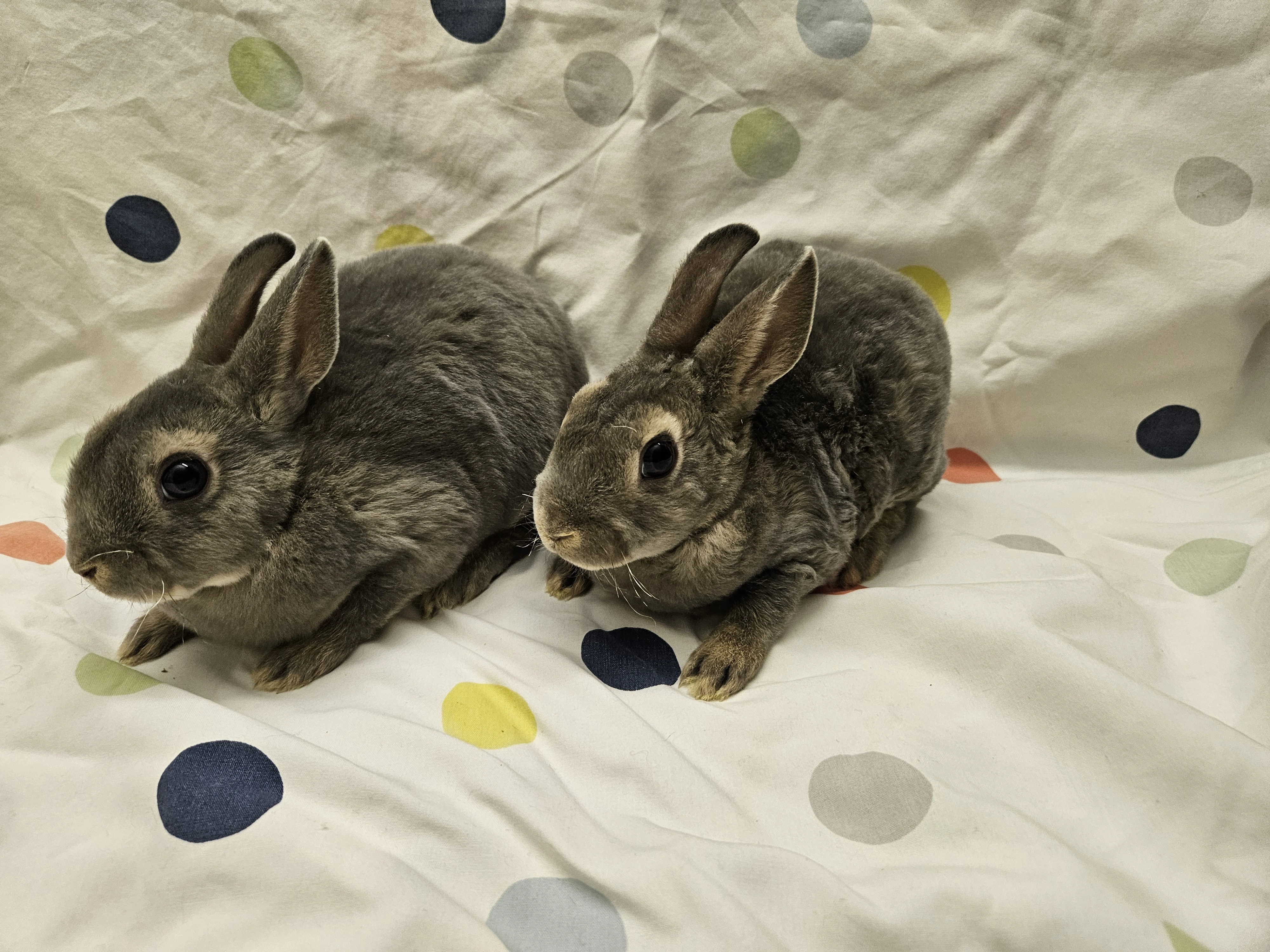 Zakrslý králíček