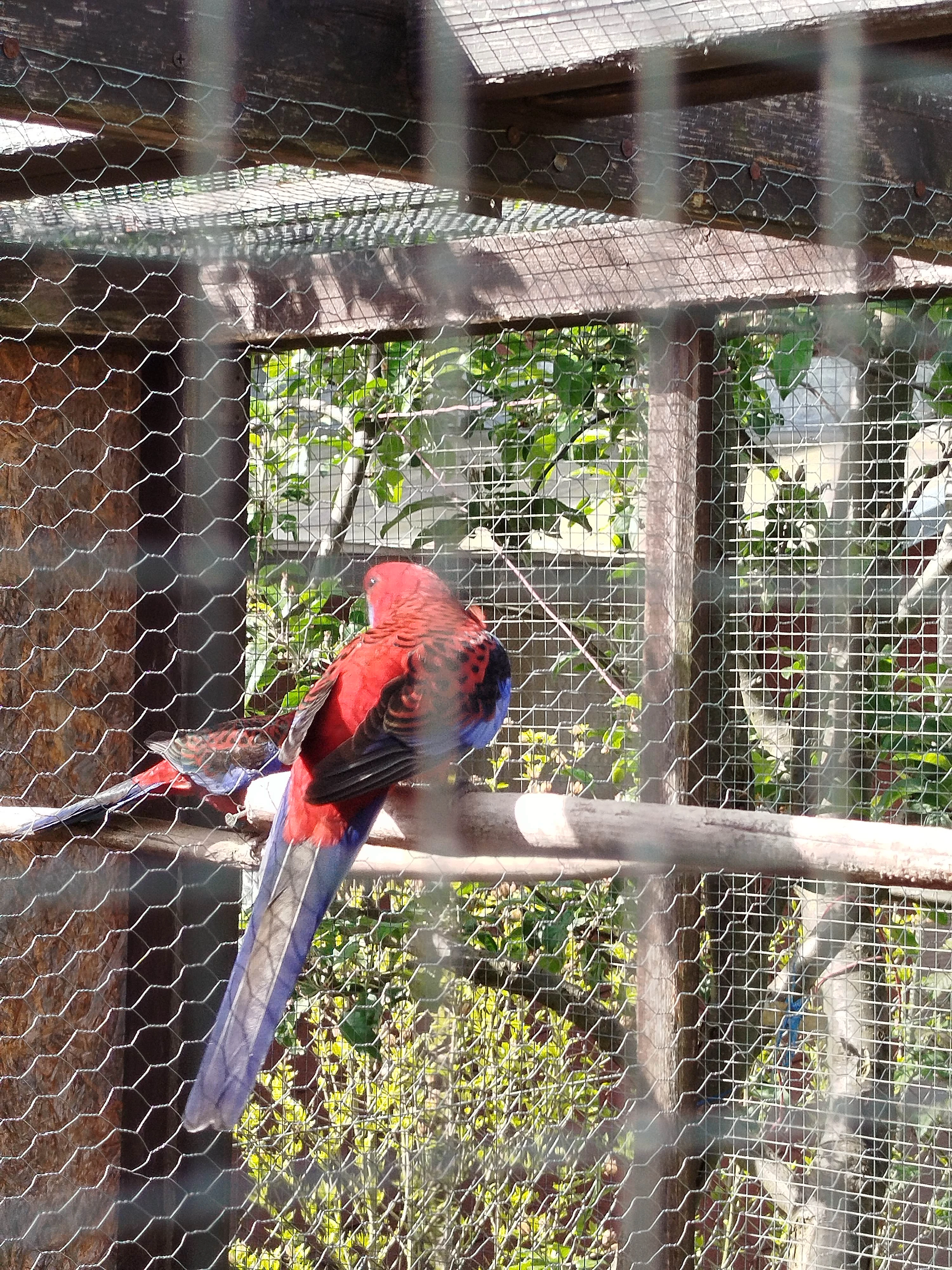 Prodám Rozely penantove