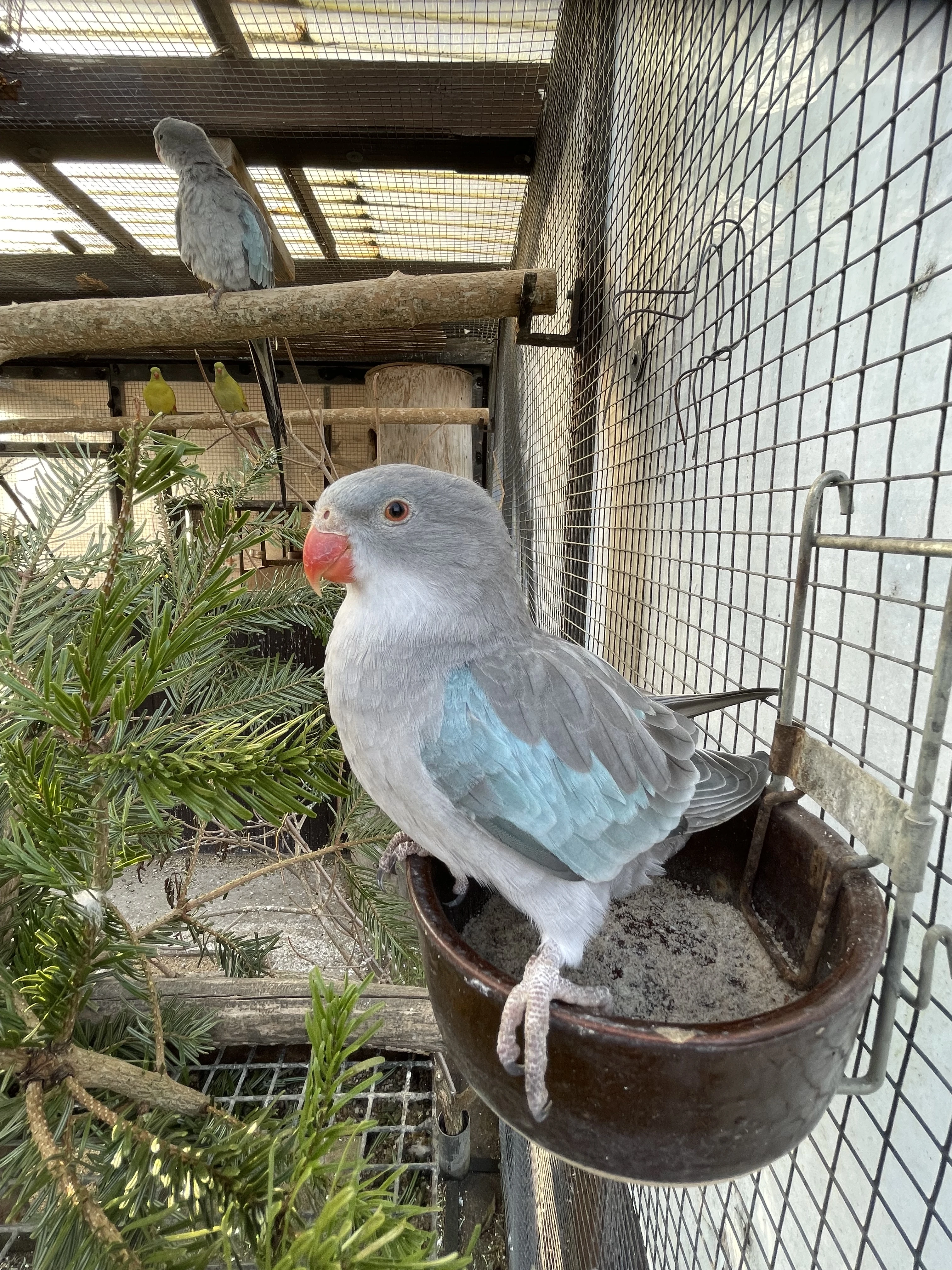 Papoušek Alexandřin