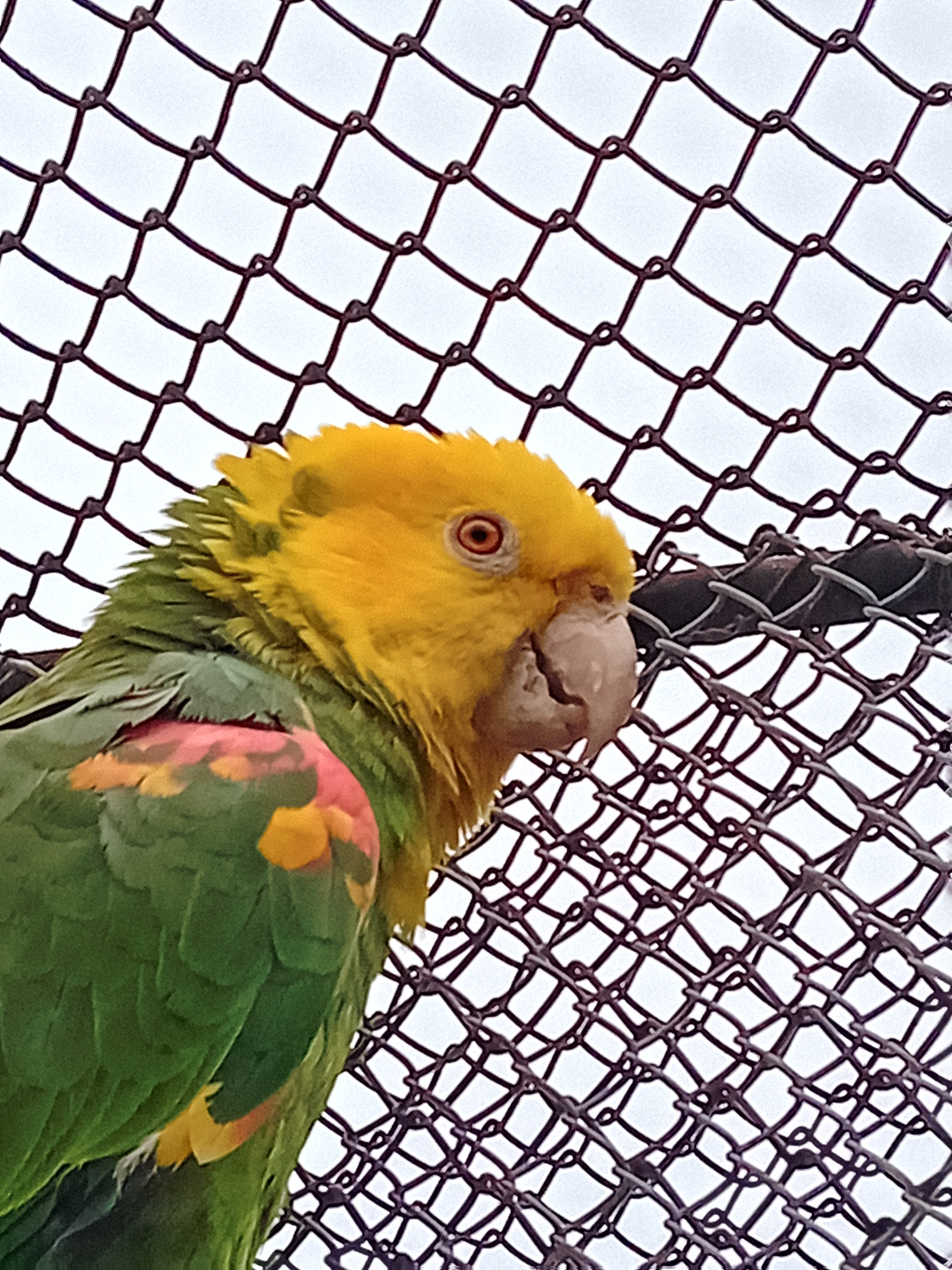 Amazonan žlutohlavy velký