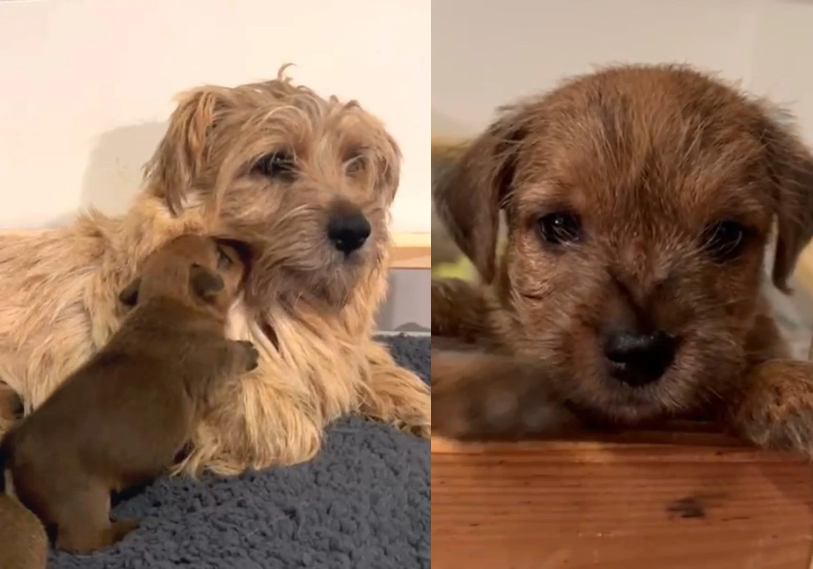 Štěňata málopočetného plemene Norfolk teriér s PP (FCI)