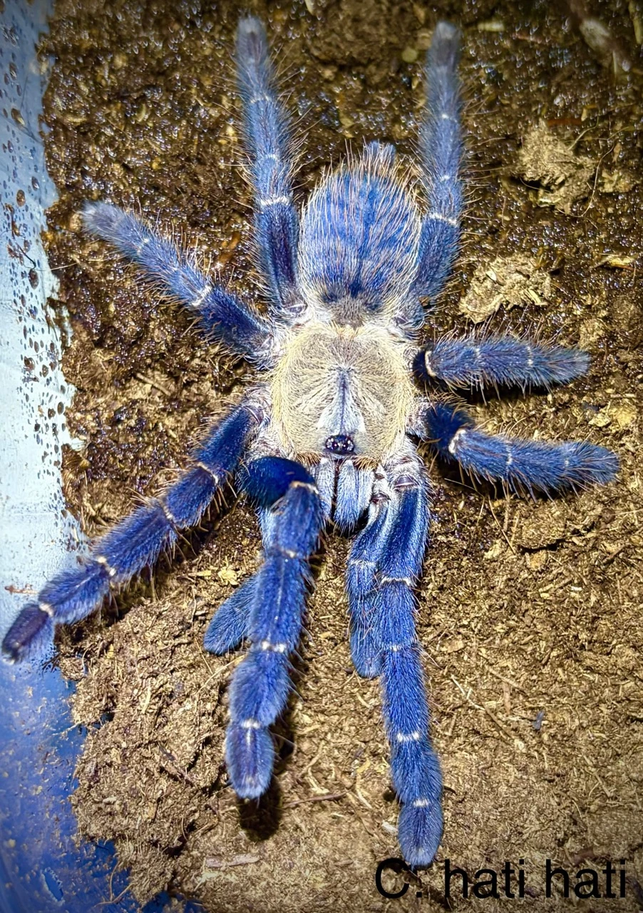 P. sp. green, B. boehmei, H. maculata, P. rufilata ...