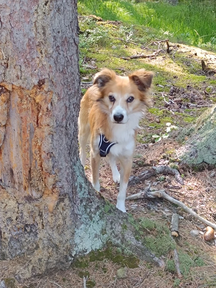 Hledáme nové páníčky pro 7letého křížence