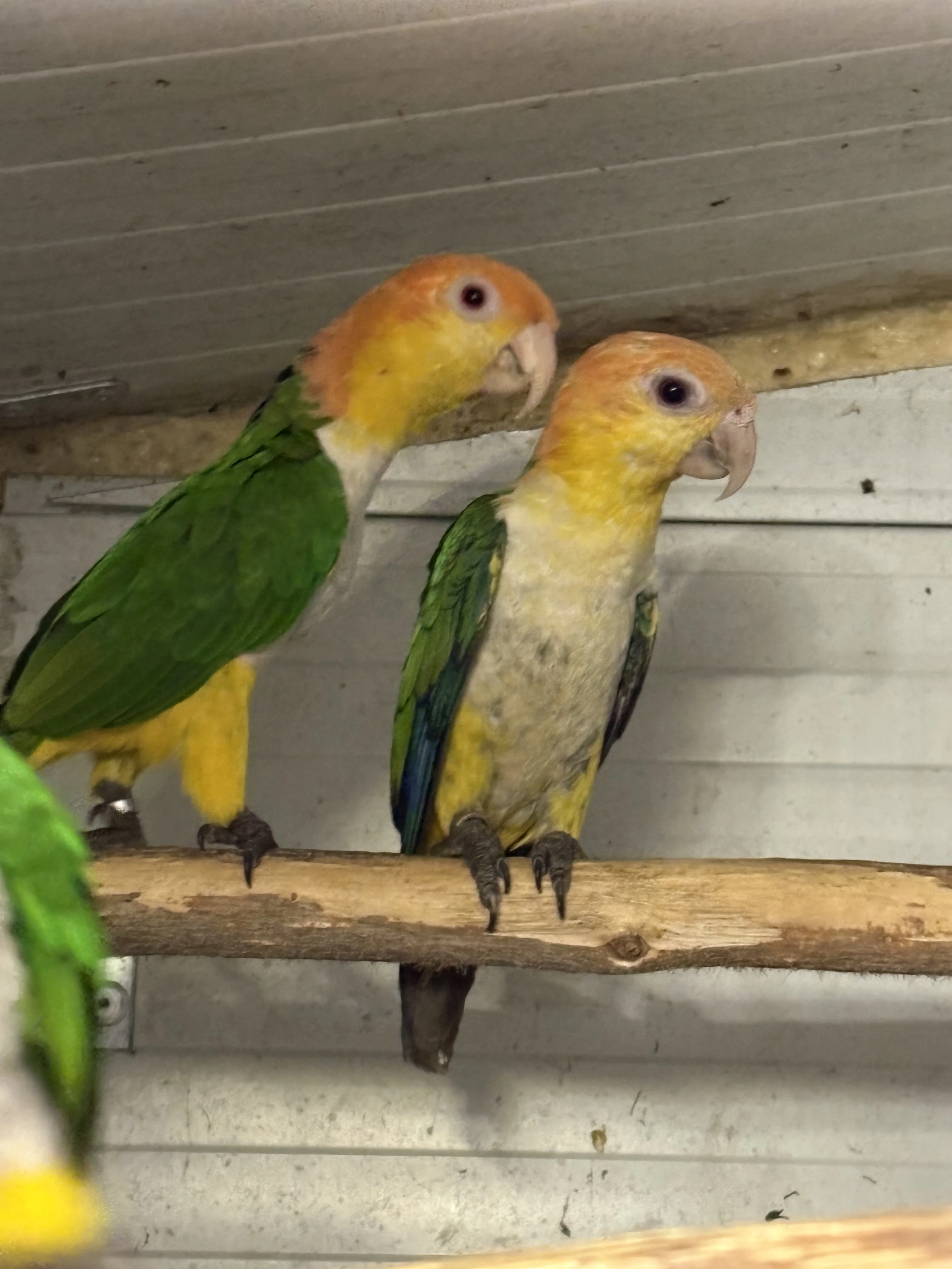 Amazónek Bělobřichý