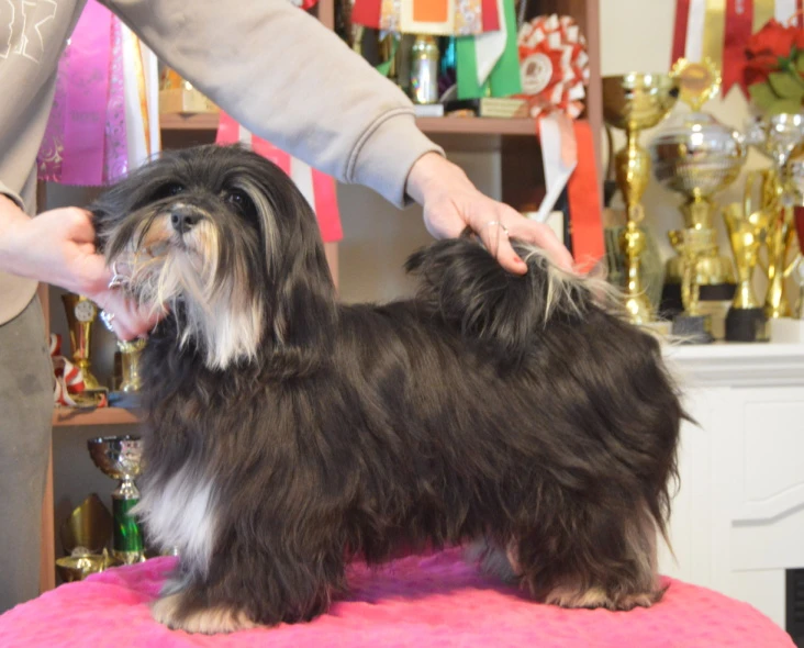 Havanský psík s PP - fenka k odběru