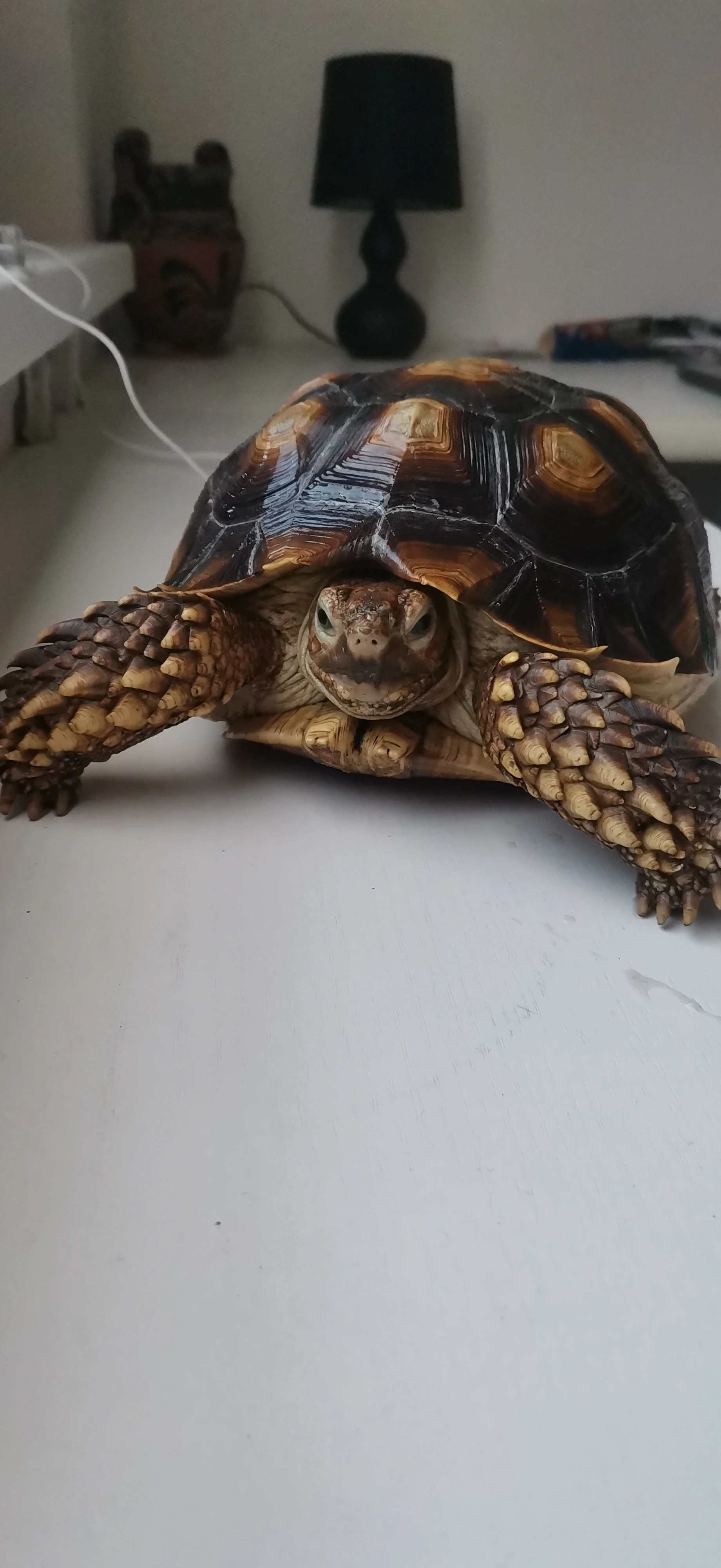 Prodám želvu Ostruhatou