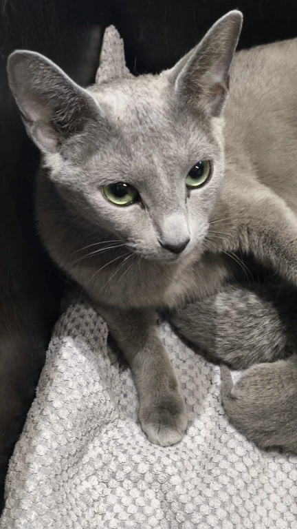 Ruská modrá kočka s PP