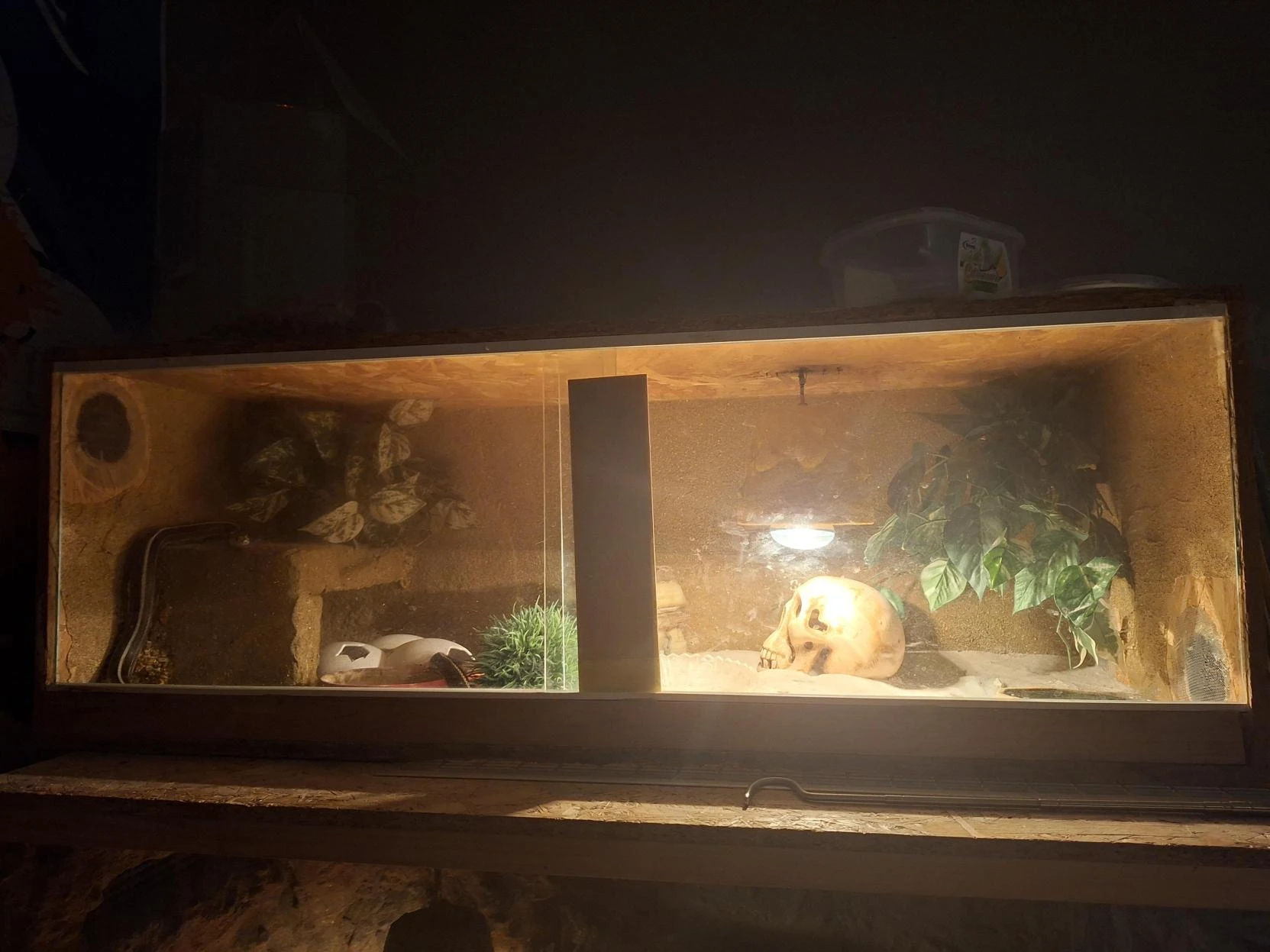 Korálovka kalifornská