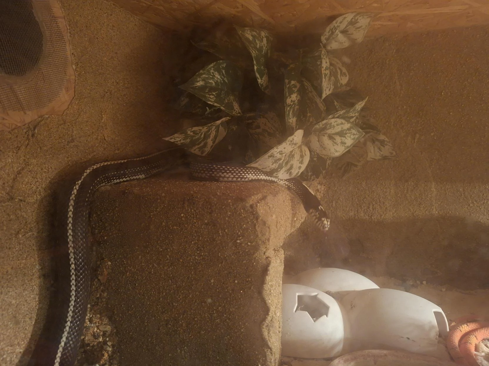 Korálovka kalifornská