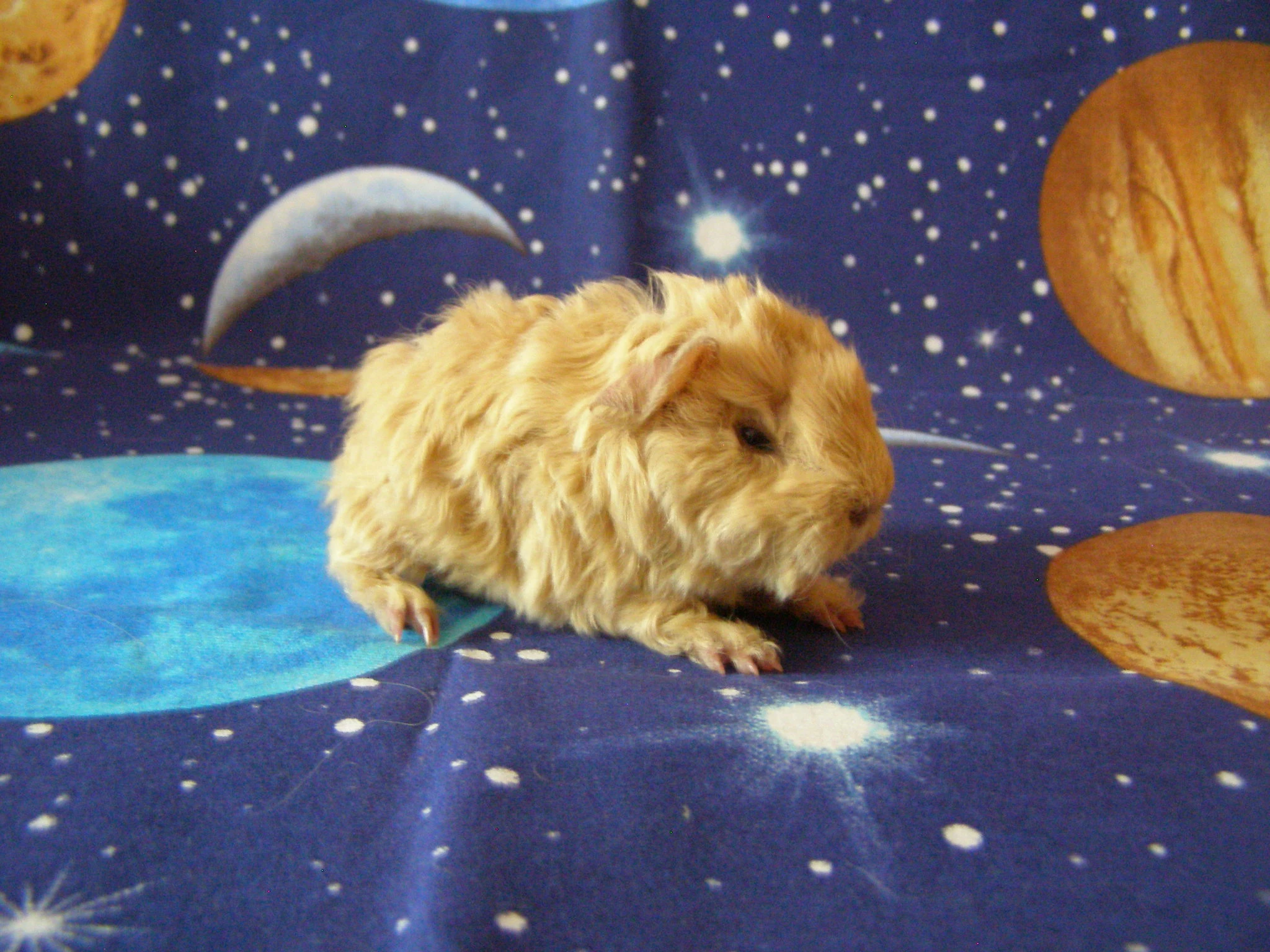 Morče,morčata Peruánec-Lunkarya z registrované Chs