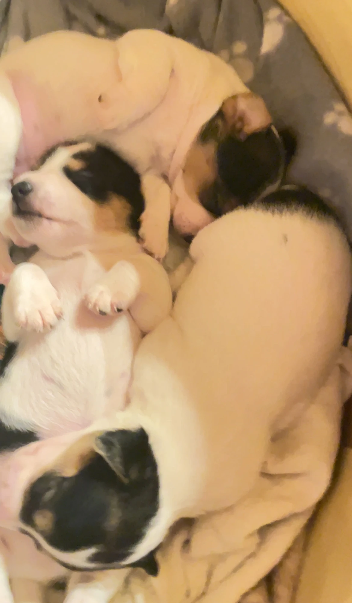 Jack Russell teriér – 3 fenky, krátkosrsté, odběr konec února