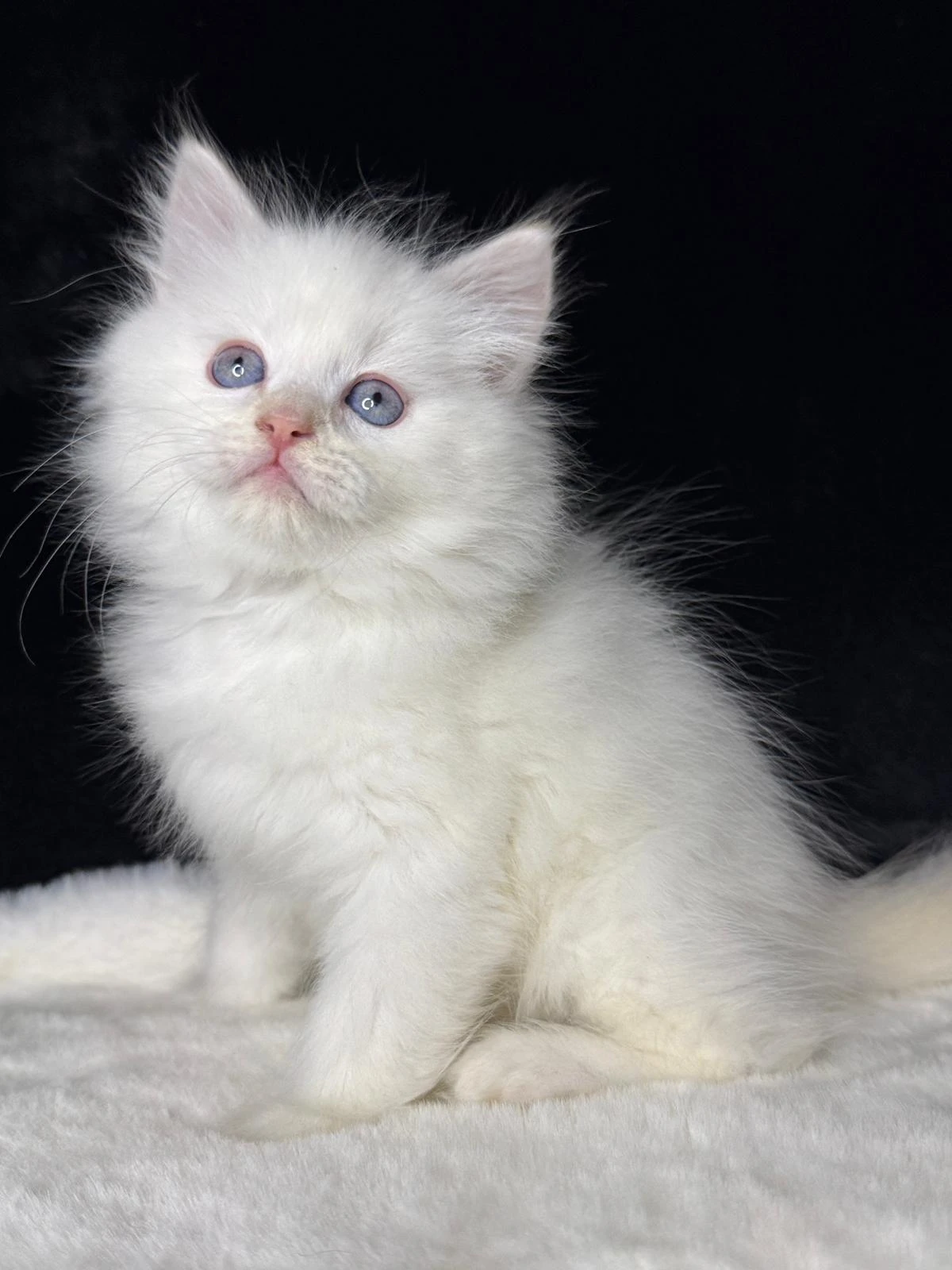 Něvská maškaráda s PP - kocourek Kayn