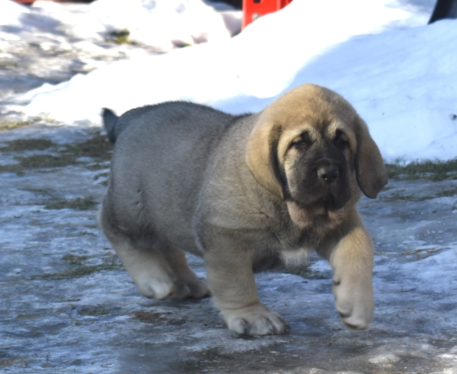 Štěňátka k odběru od 20.ledna 2026-oba rodiče Španělský Mastin
