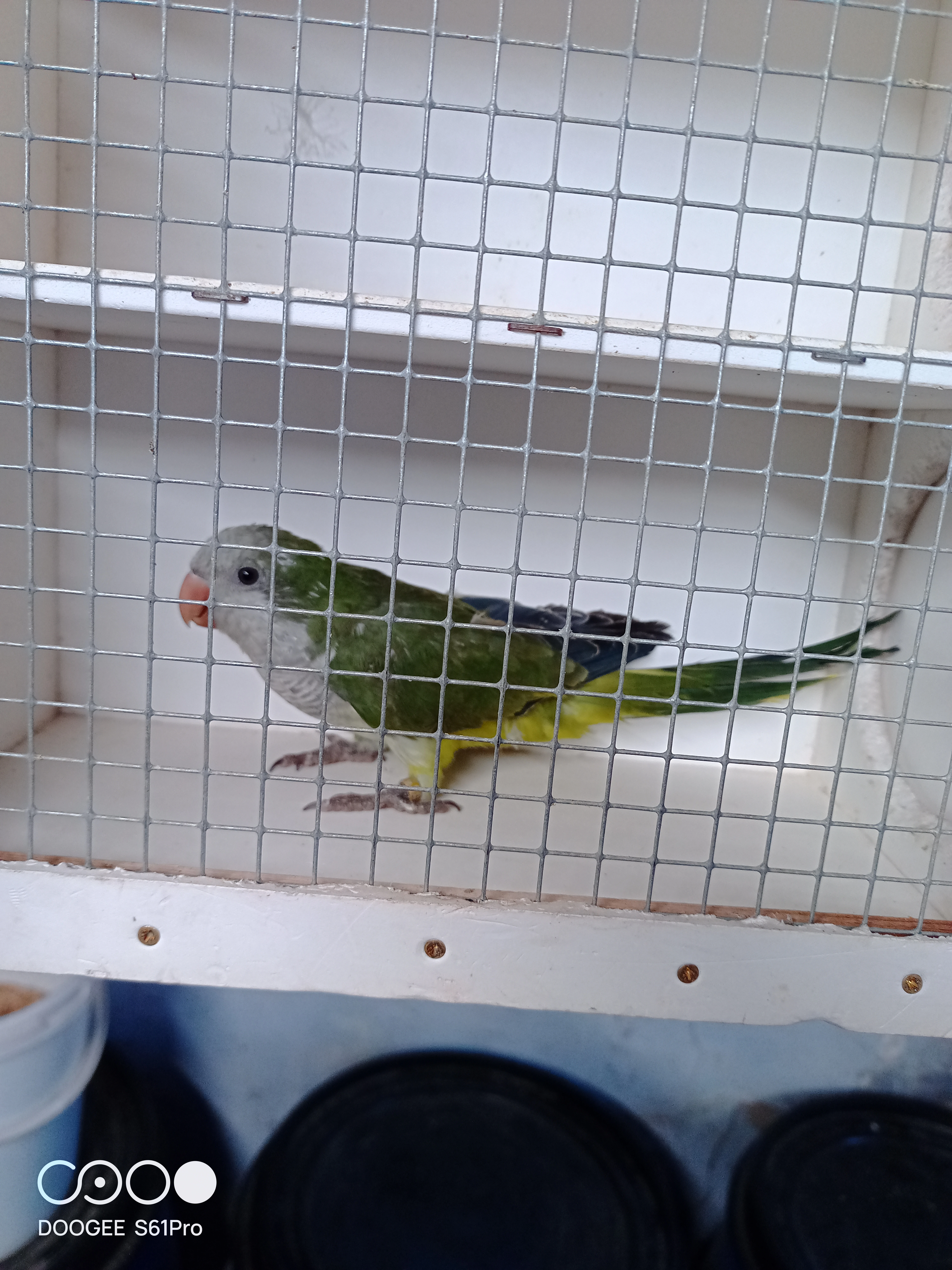 Mníšek šedý - samci