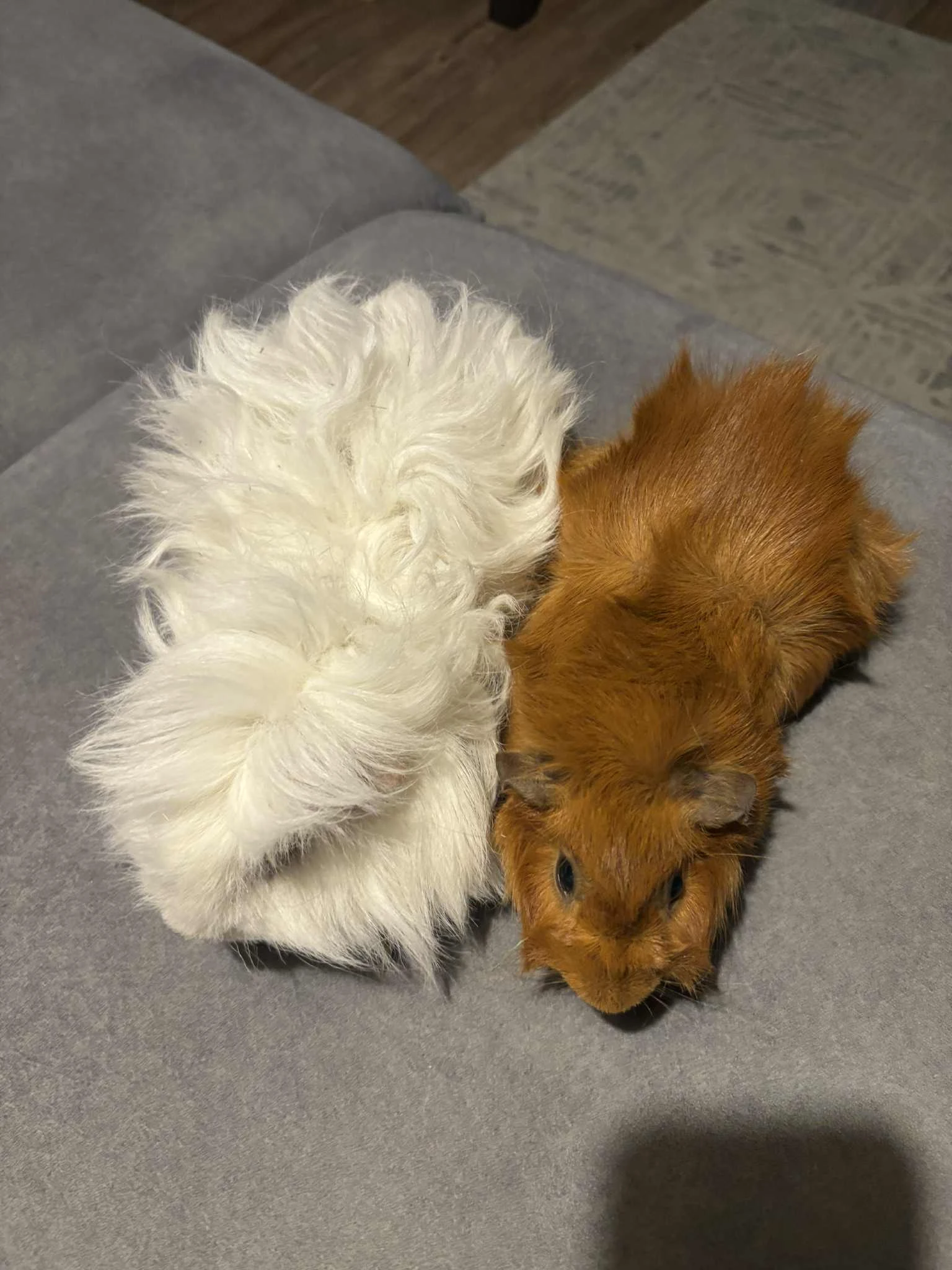 Dvě morčátka z Prahy