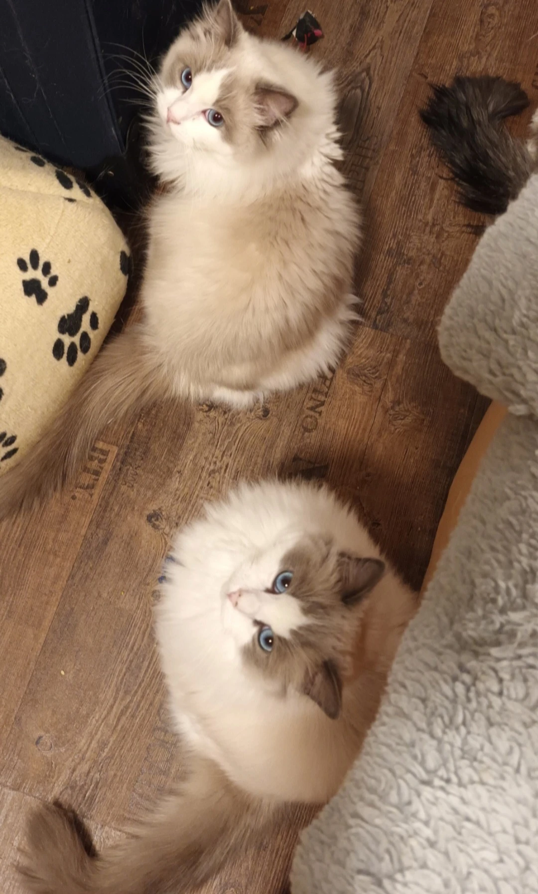 Kocourci ragdoll s PP