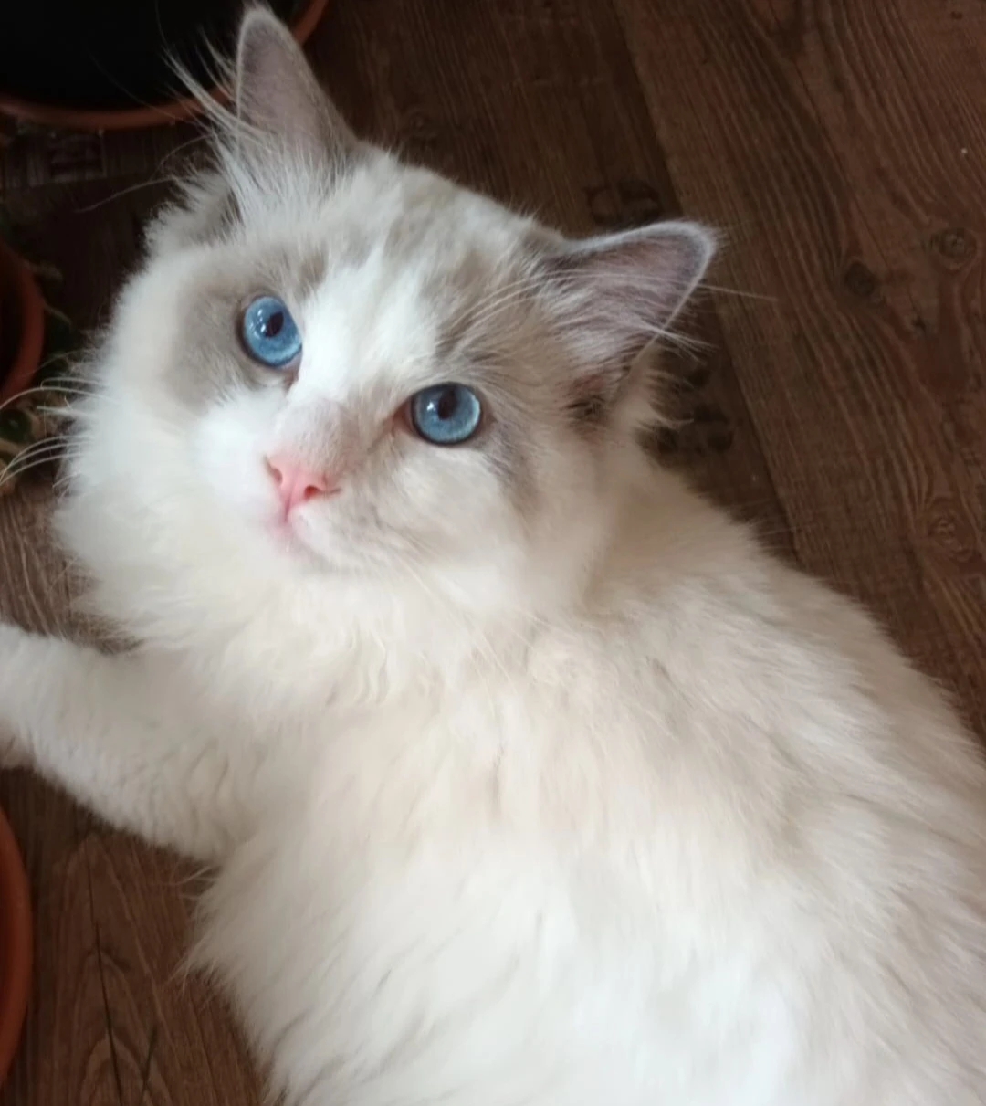 Kocourci ragdoll s PP