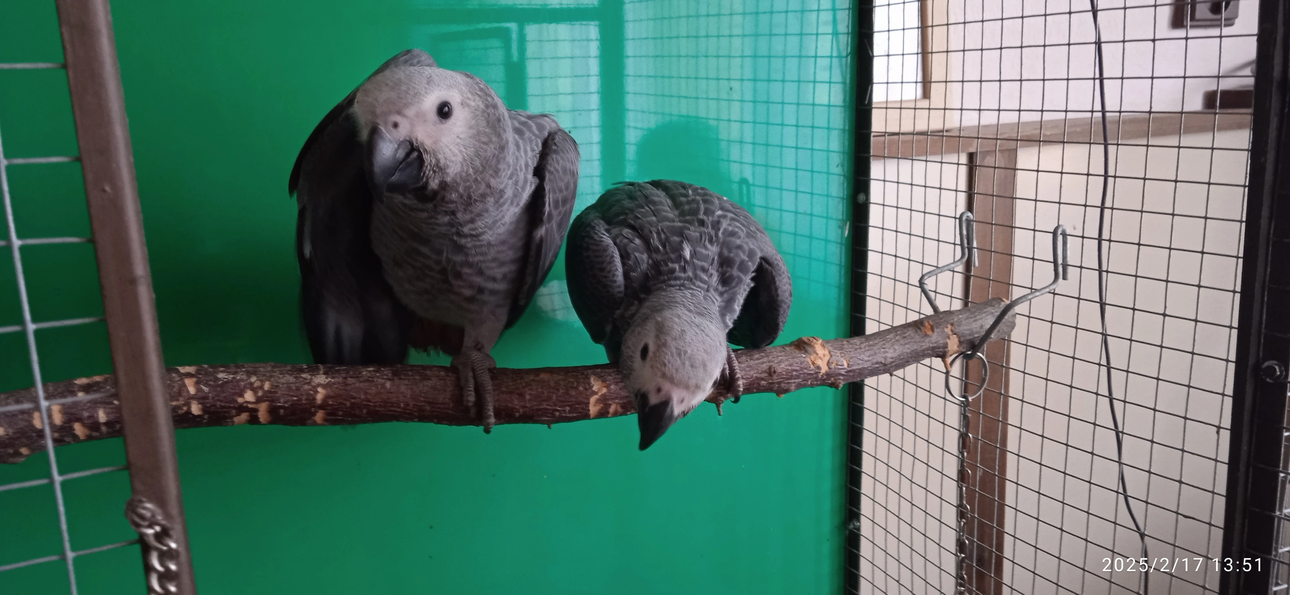 Žako kongo 1.1 rezarvace