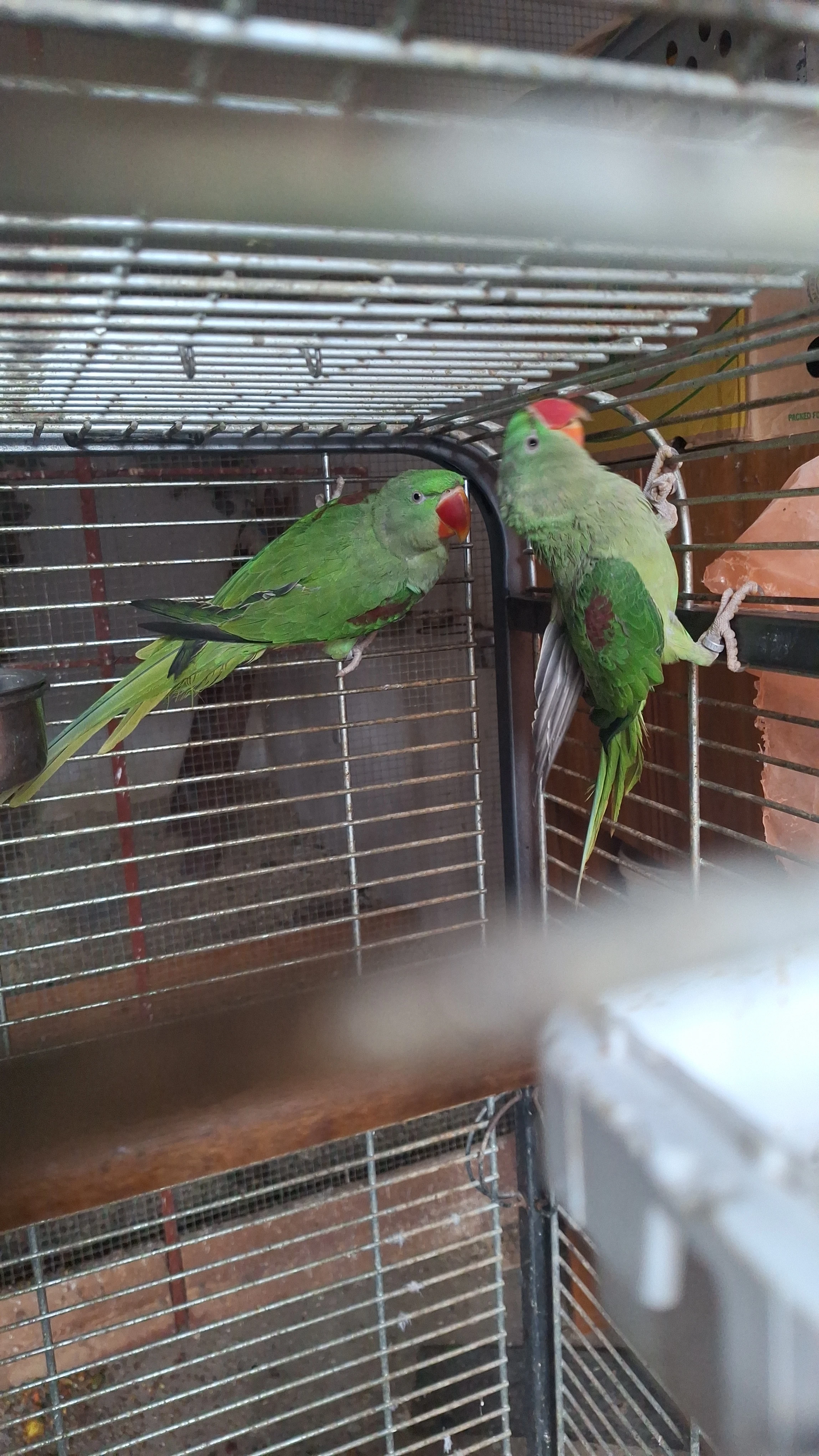 Alexandr Velký Nepálský