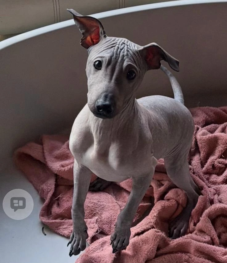 3,5 měsíční štěňě (pejsek) - americký bezsrstý teriér-modrý/šedo-černý