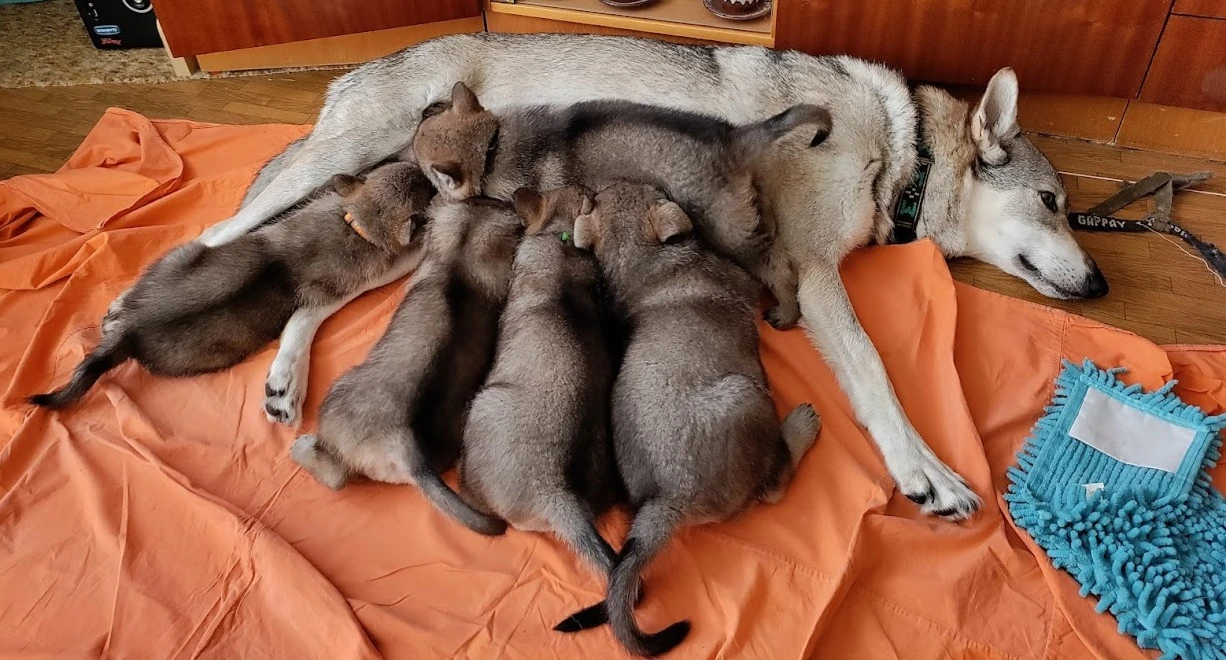 Československý vlčák s rodokmenem TOP spojení