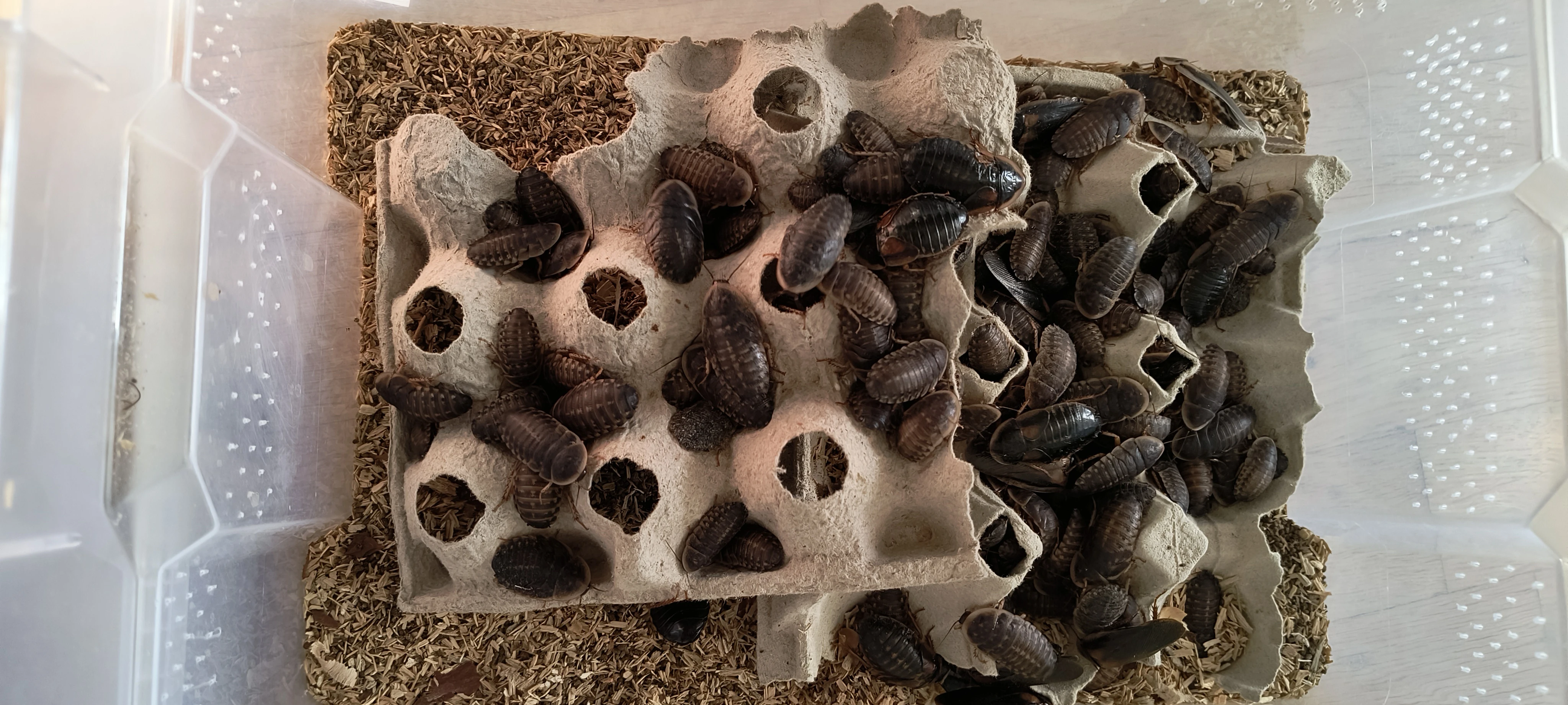 Sváb Blaptica Dubia