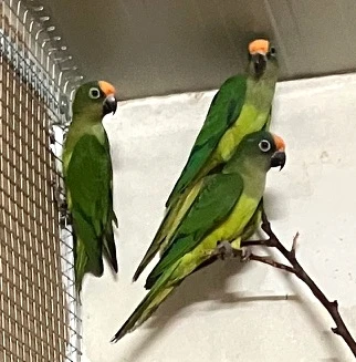 Aratinga zlatočelý 6/2026