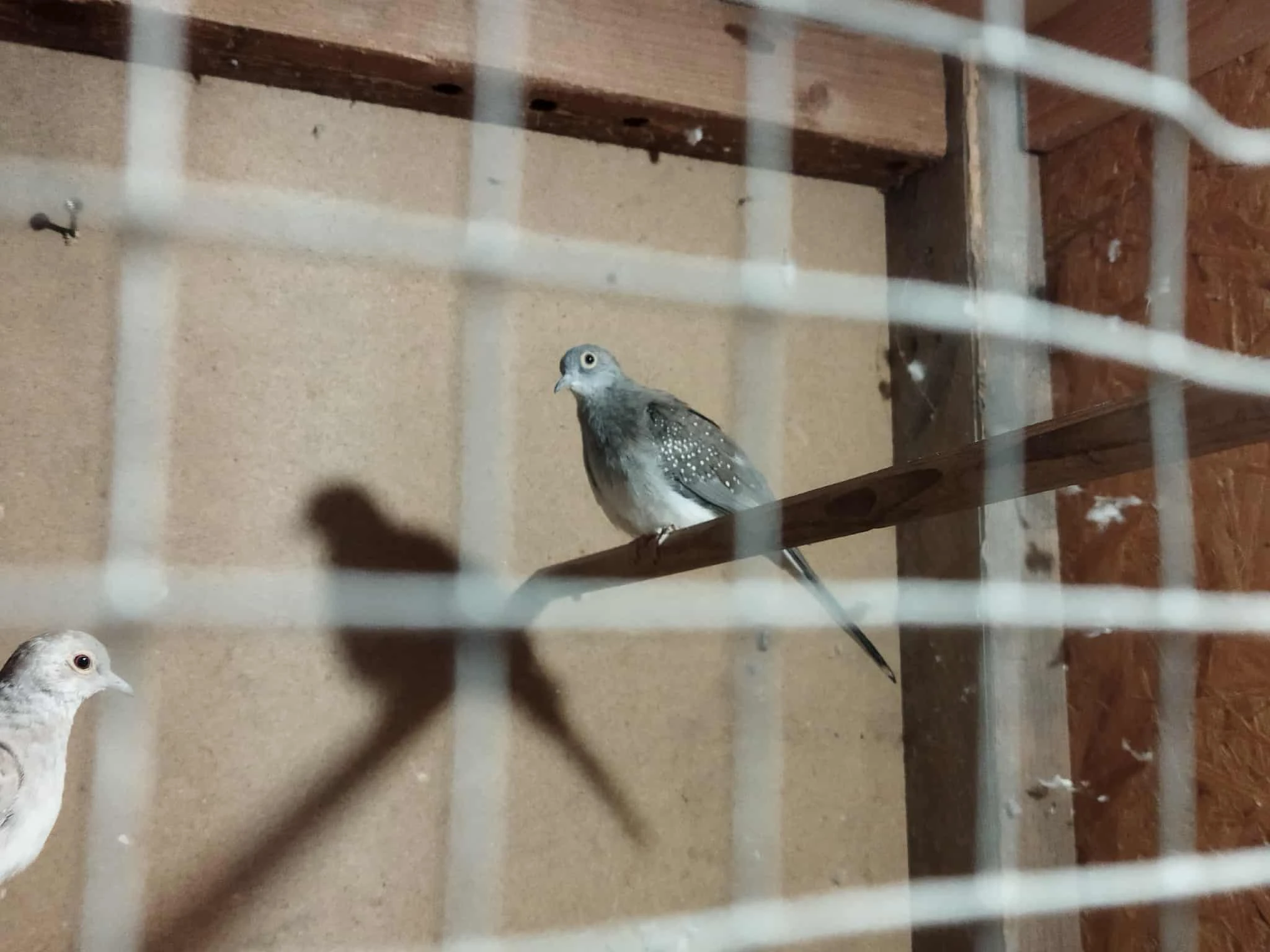 Holoubek diamantový