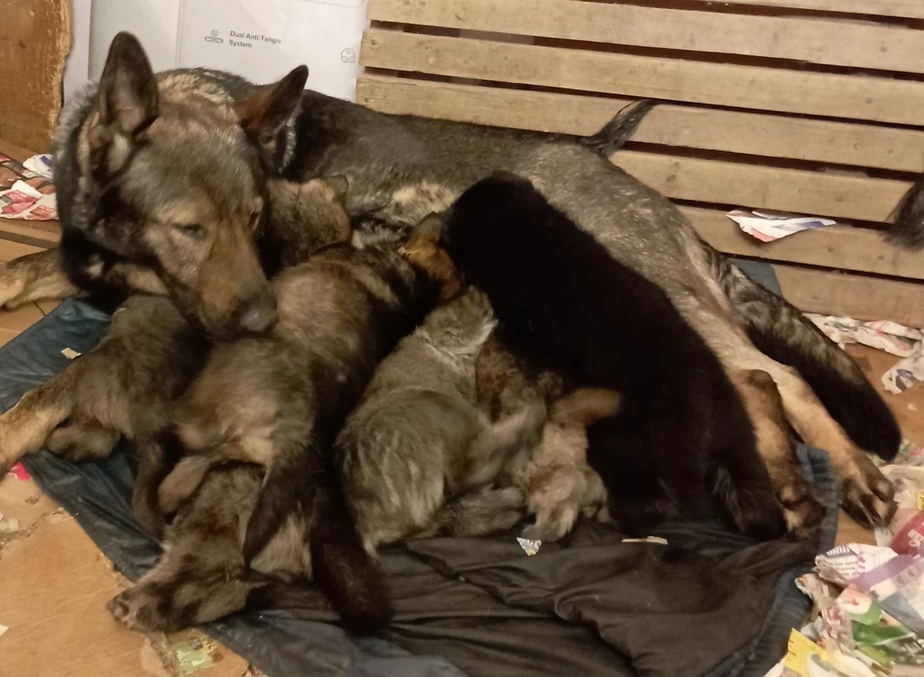 Německý ovčák štěnata s pp