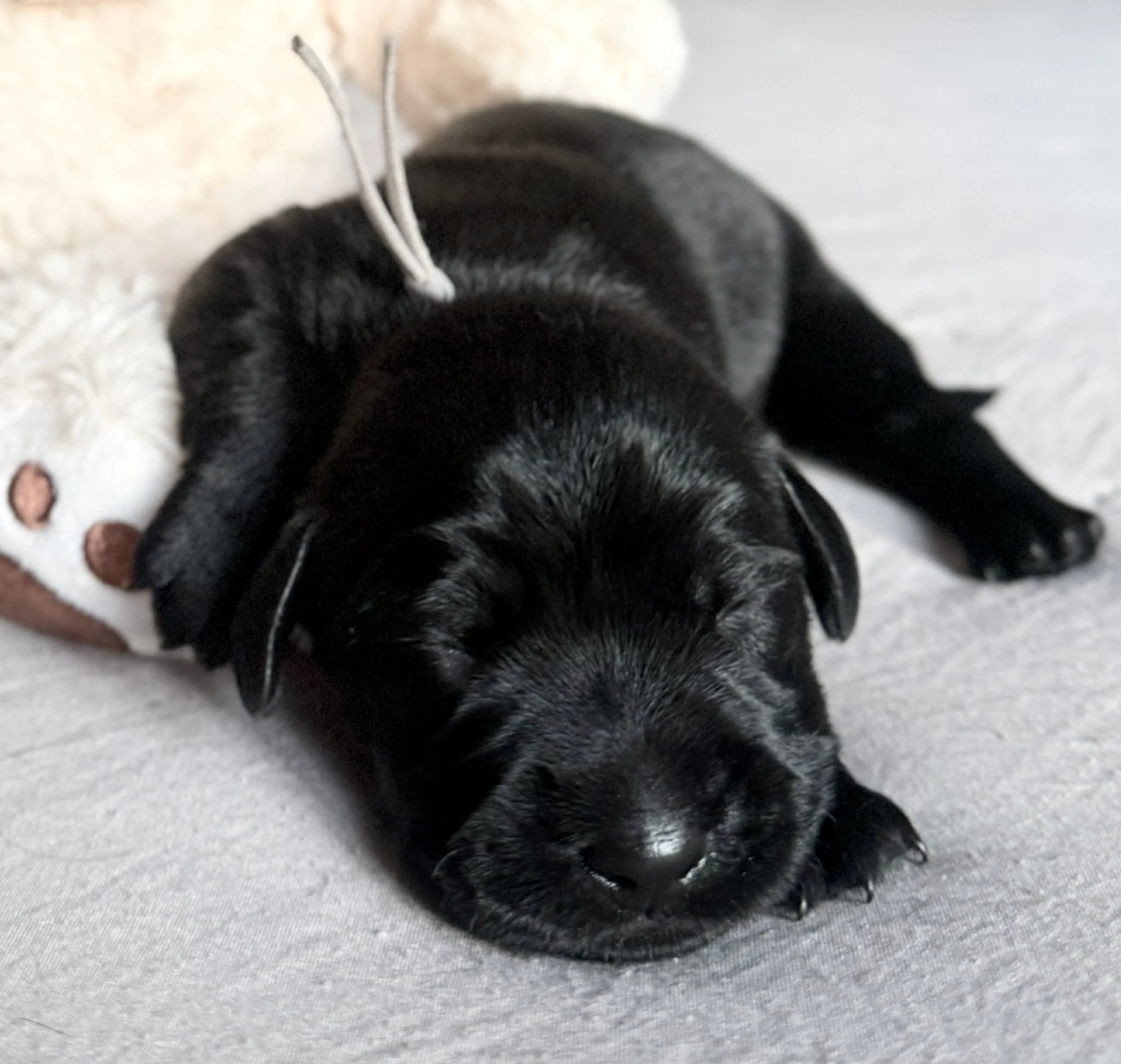 Knírač střední černý - pejsci s PP FCI