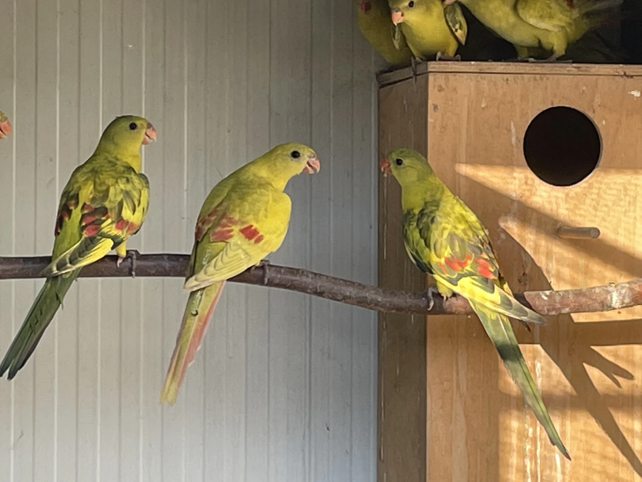 Papoušek horský - PASTEL 3,0 samci 2025 a starší