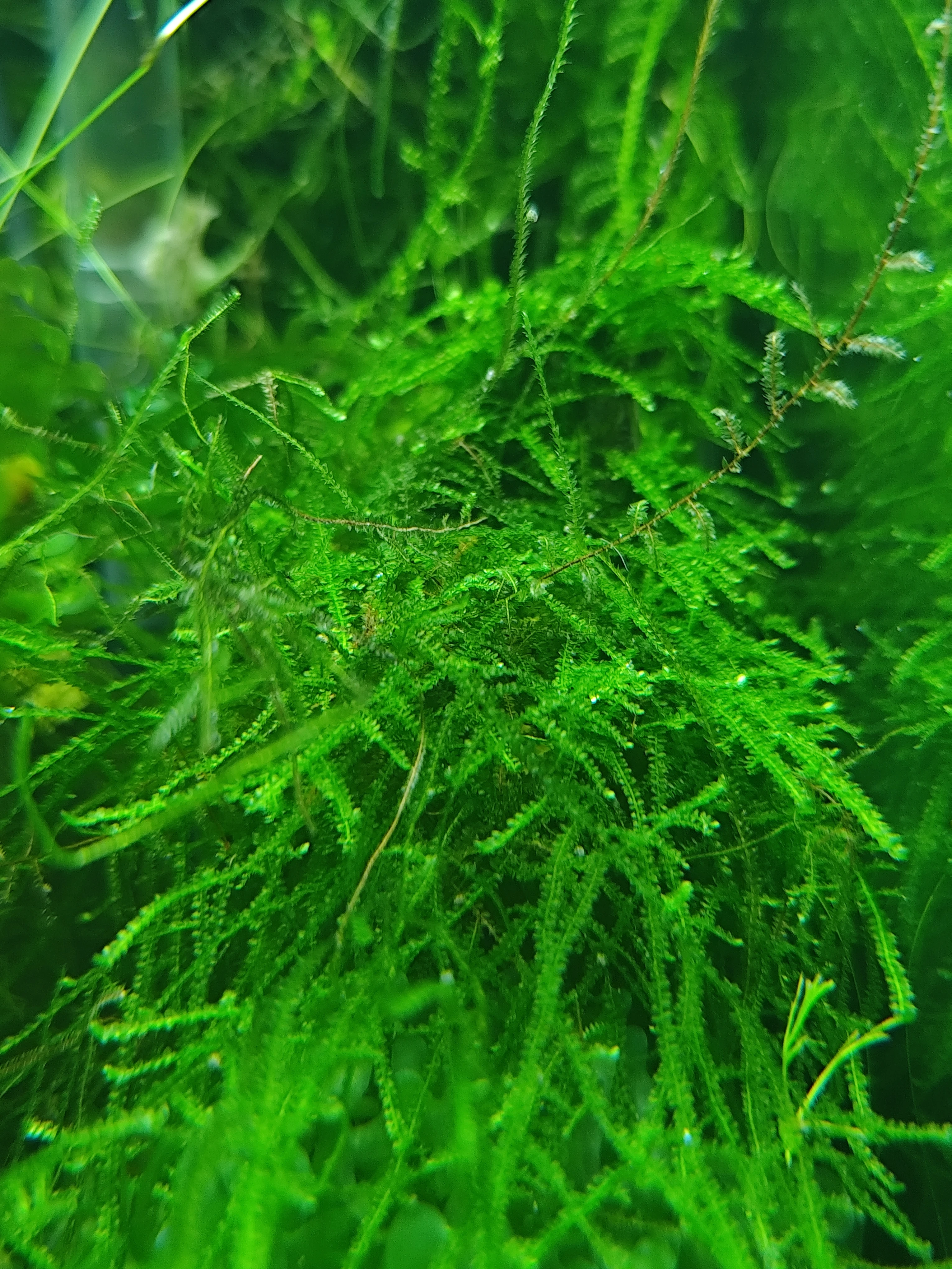 Java moss (Taxiphyllum barbieri)