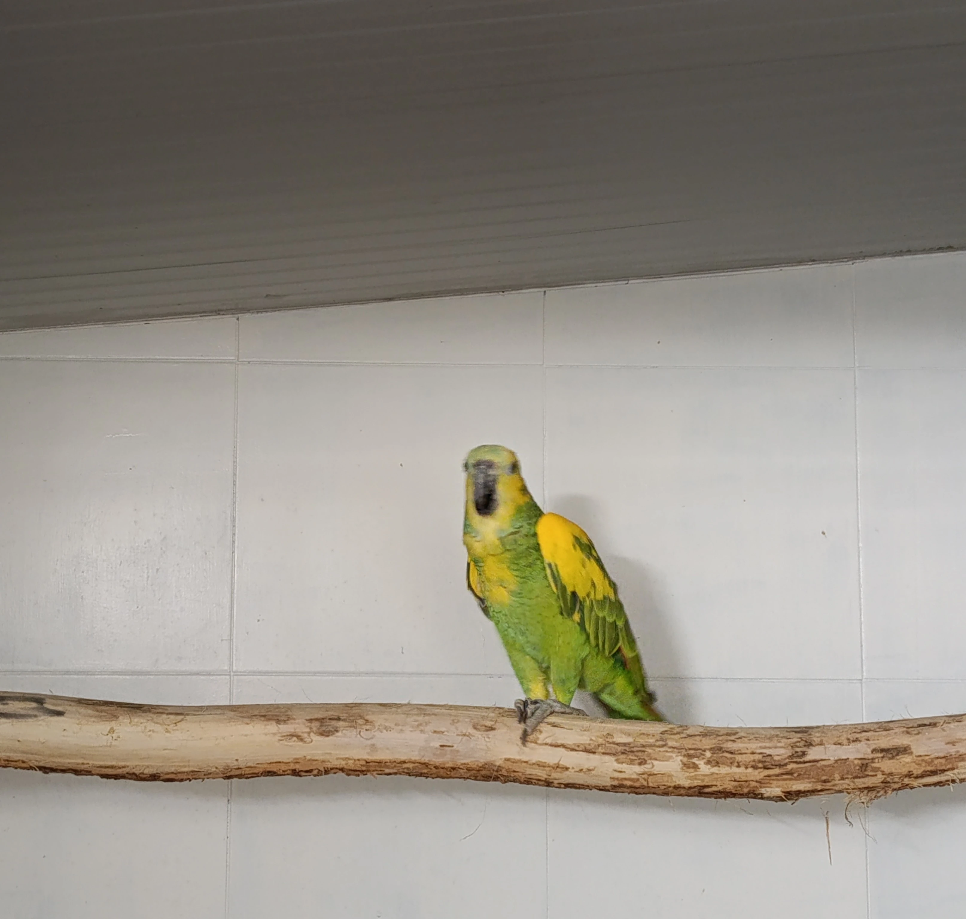 Amazoňan modročelý (aestiva xanthopteryx) 1.0 r. 2025