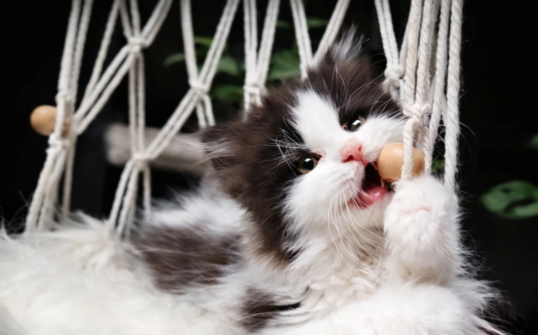 Britská koťátka k rezervaci