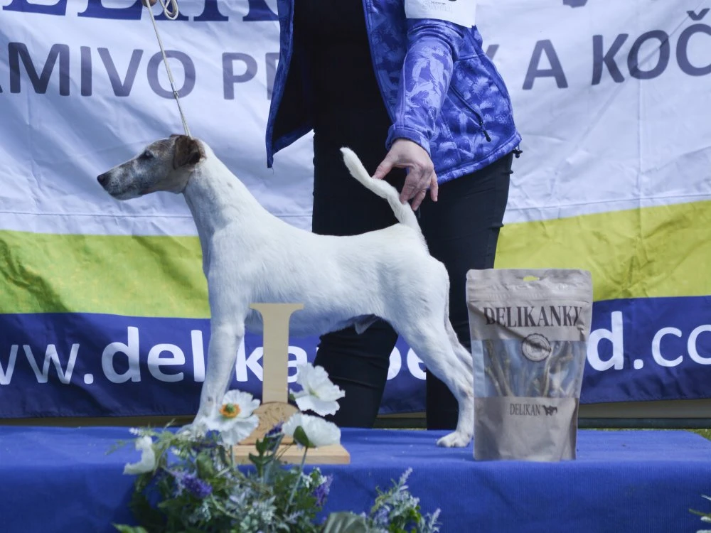 Foxteriér hladkosrstý