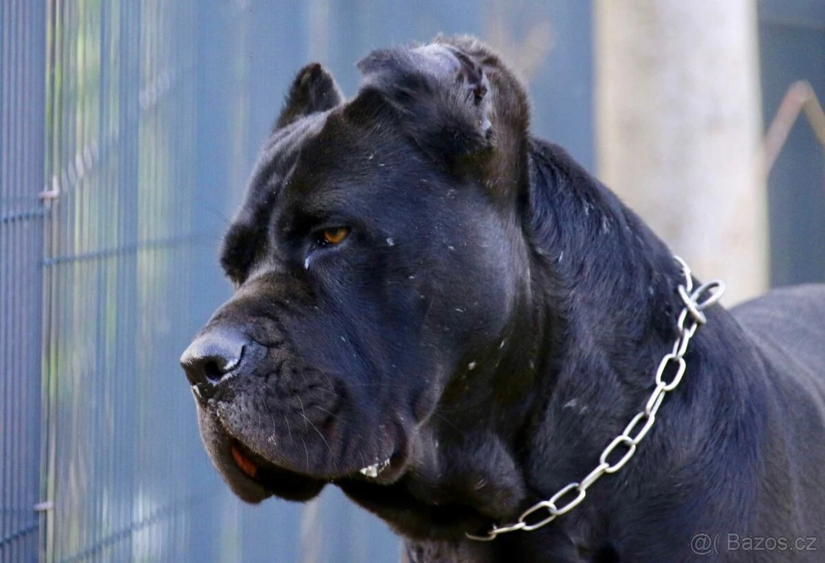 Cane Corso s PP FCI