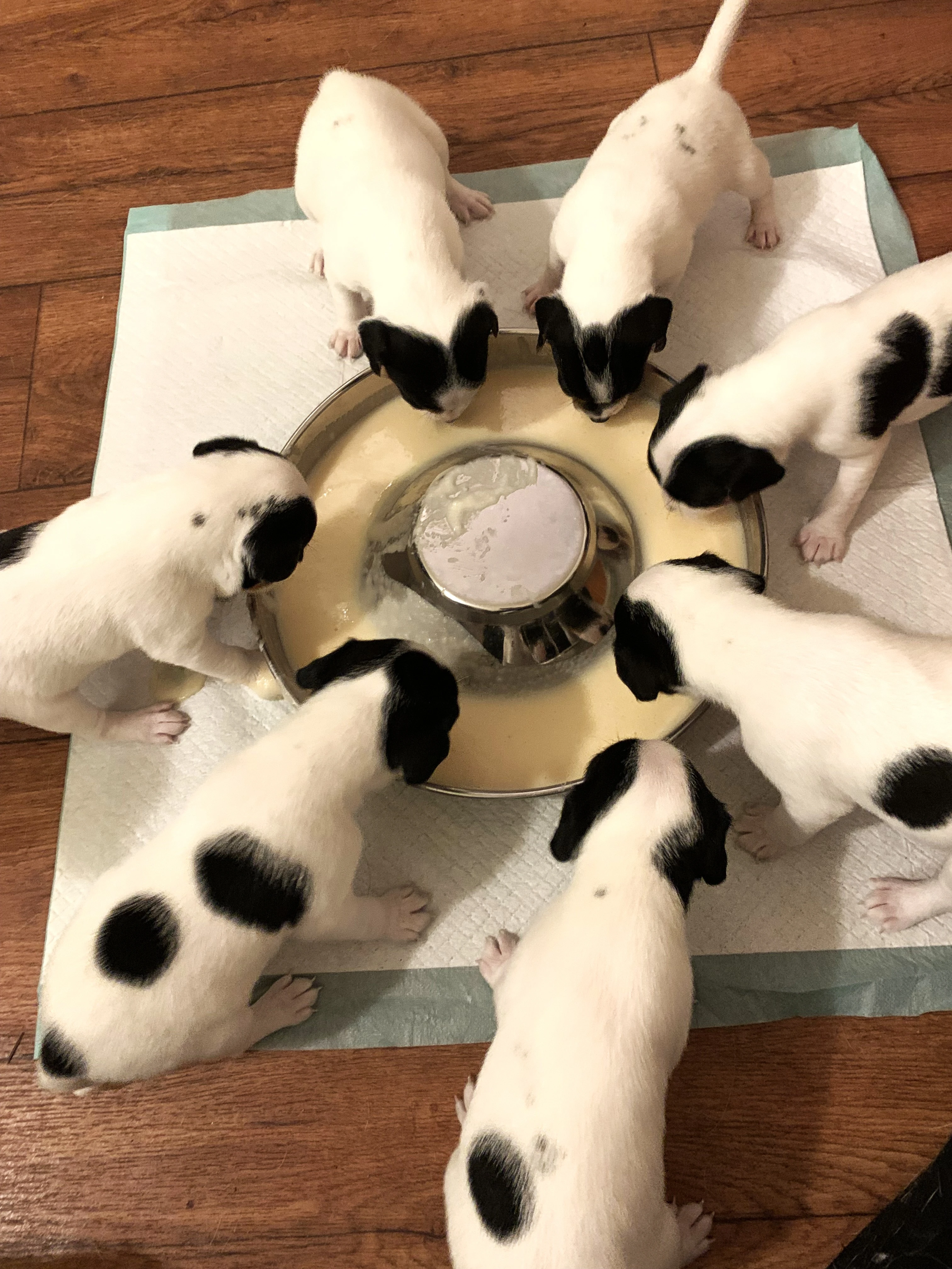 Dánsko švédský farmářský pes