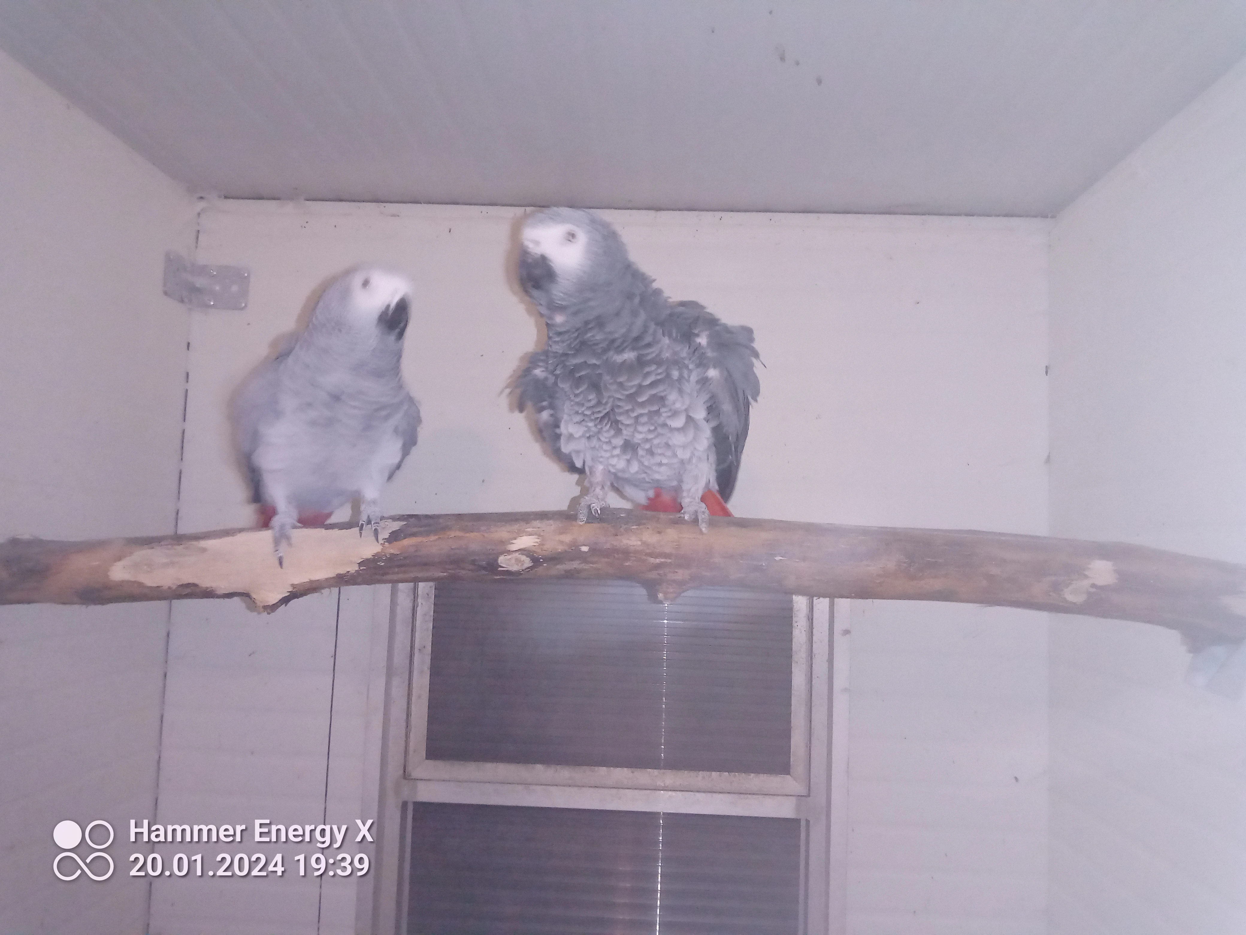 Prodám starší pár žáků Kongo.